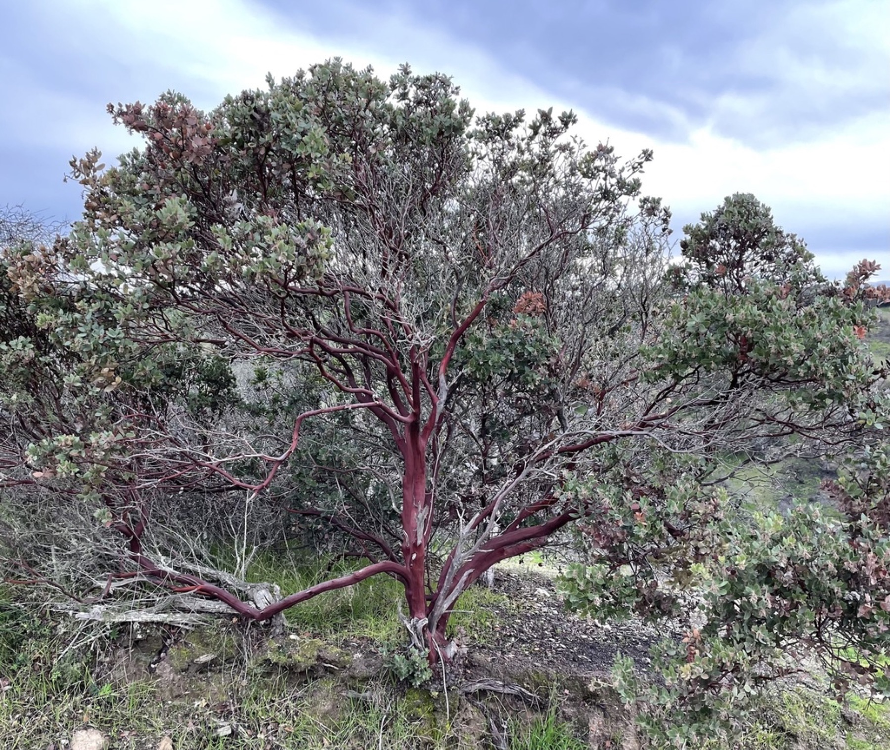 Eastwood's Manzanita — photo 7