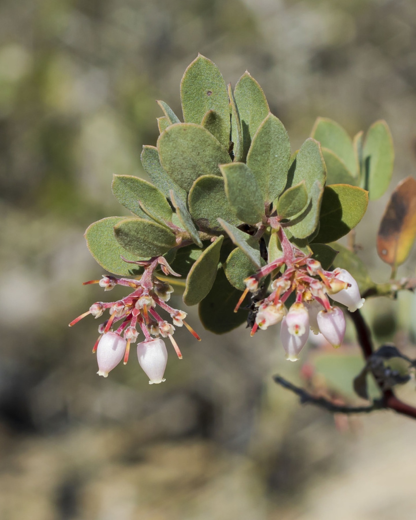 Eastwood's Manzanita — photo 8
