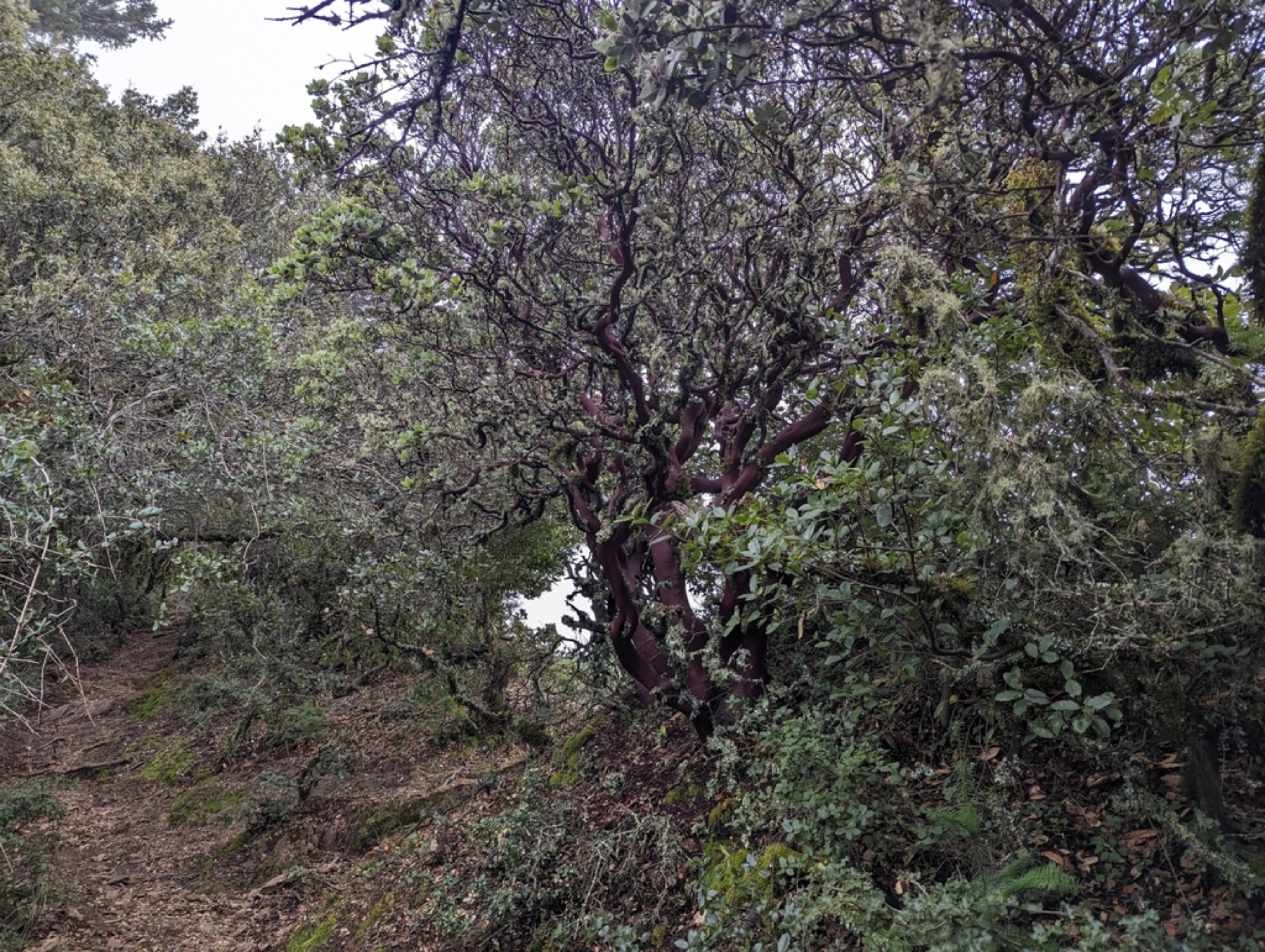 Eastwood's Manzanita — photo 12