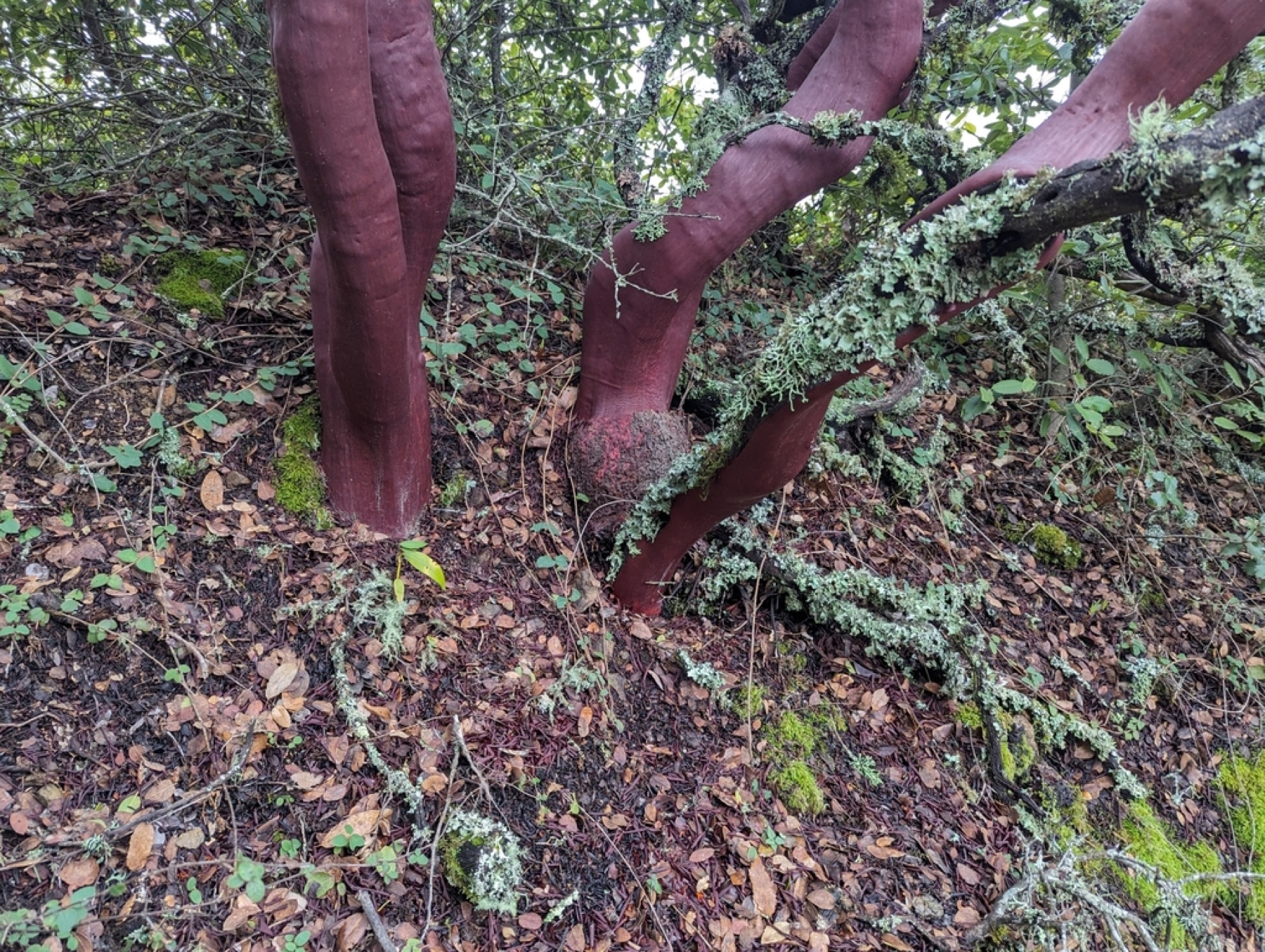 Eastwood's Manzanita — photo 13