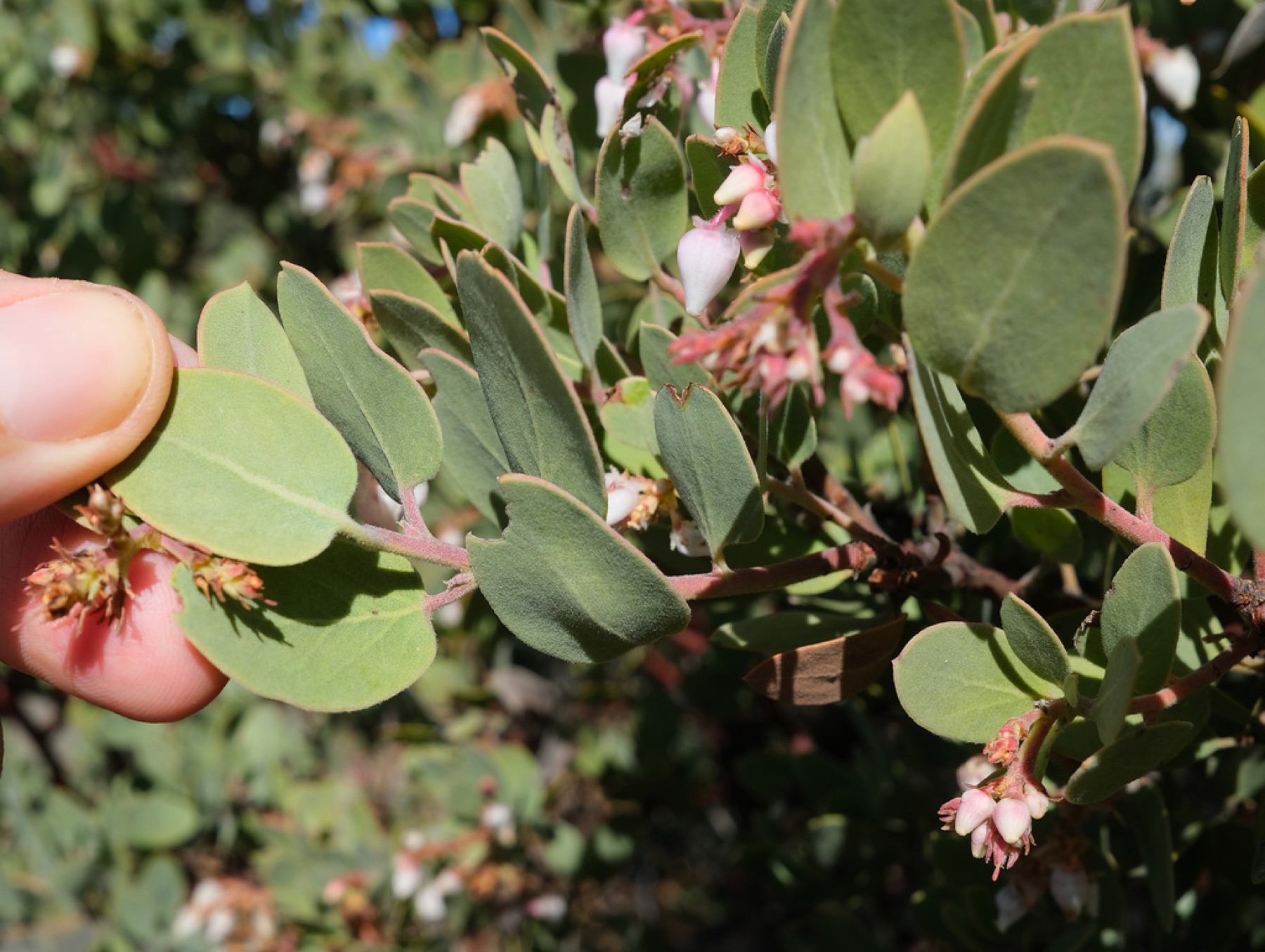 Eastwood's Manzanita — photo 14