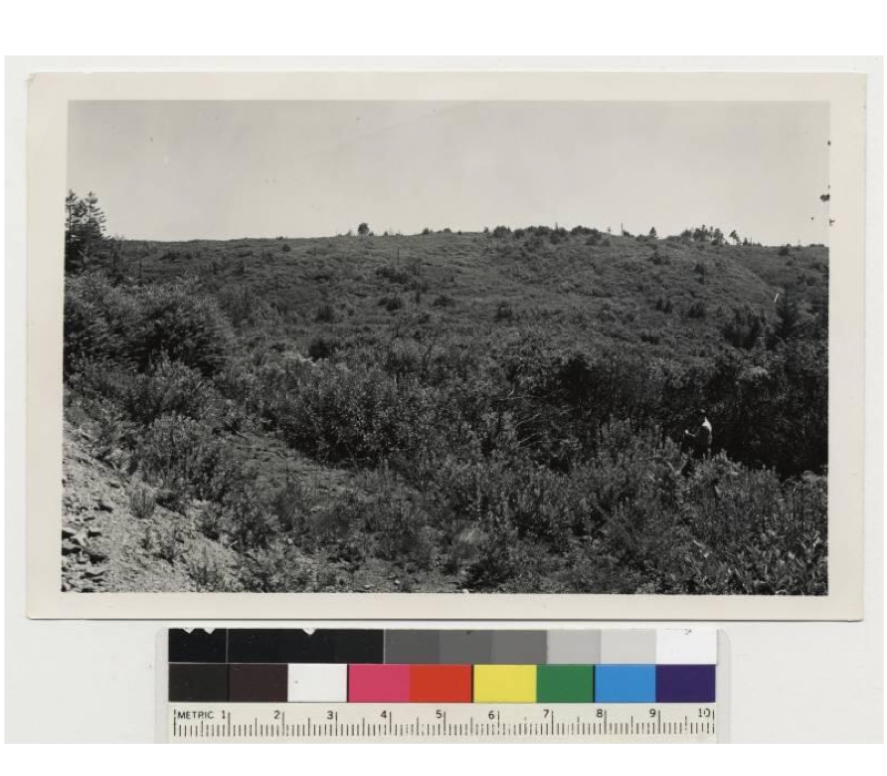 Eastwood's Manzanita — photo 15