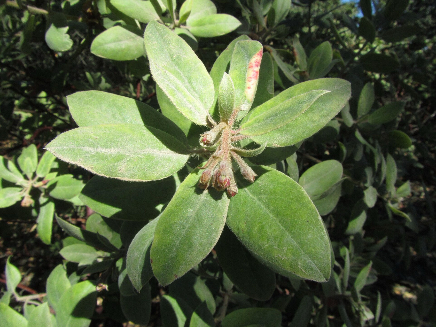 Eastwood's Manzanita — photo 17