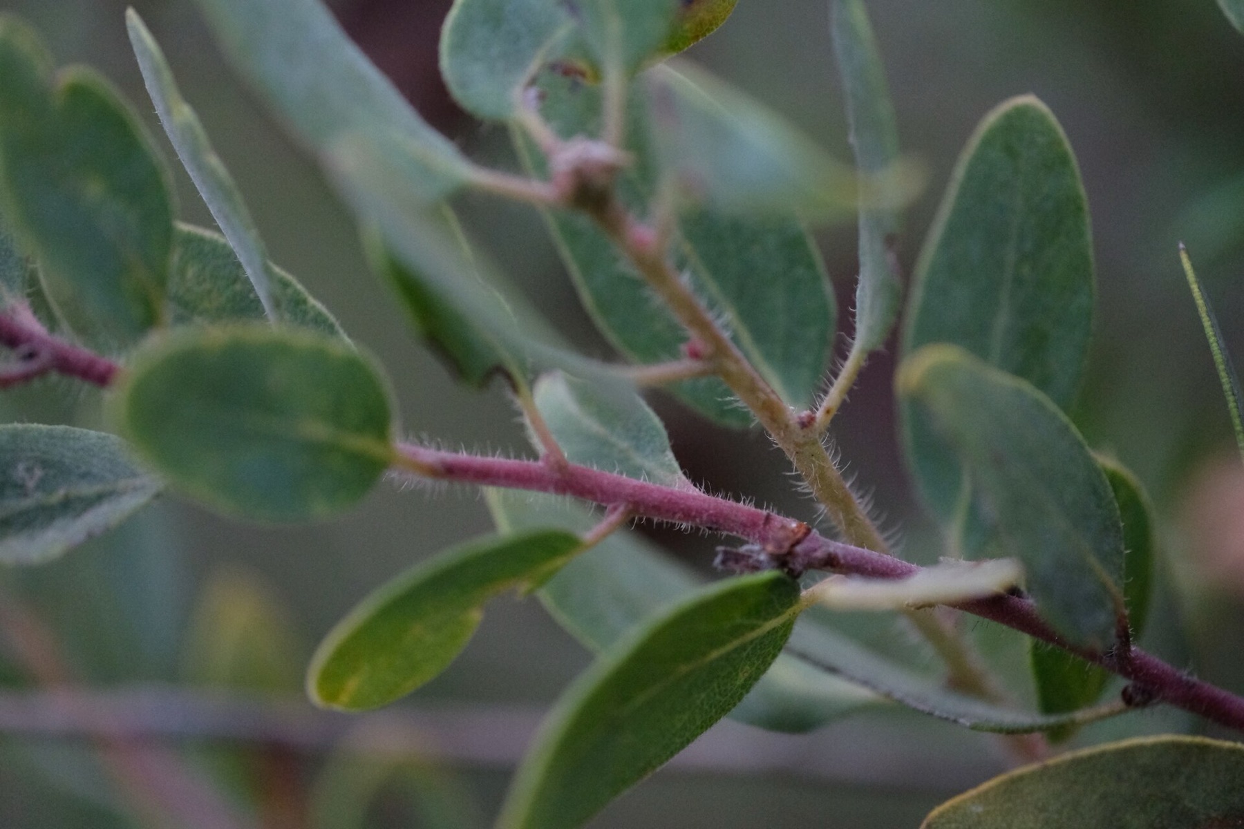 Eastwood's Manzanita — photo 19