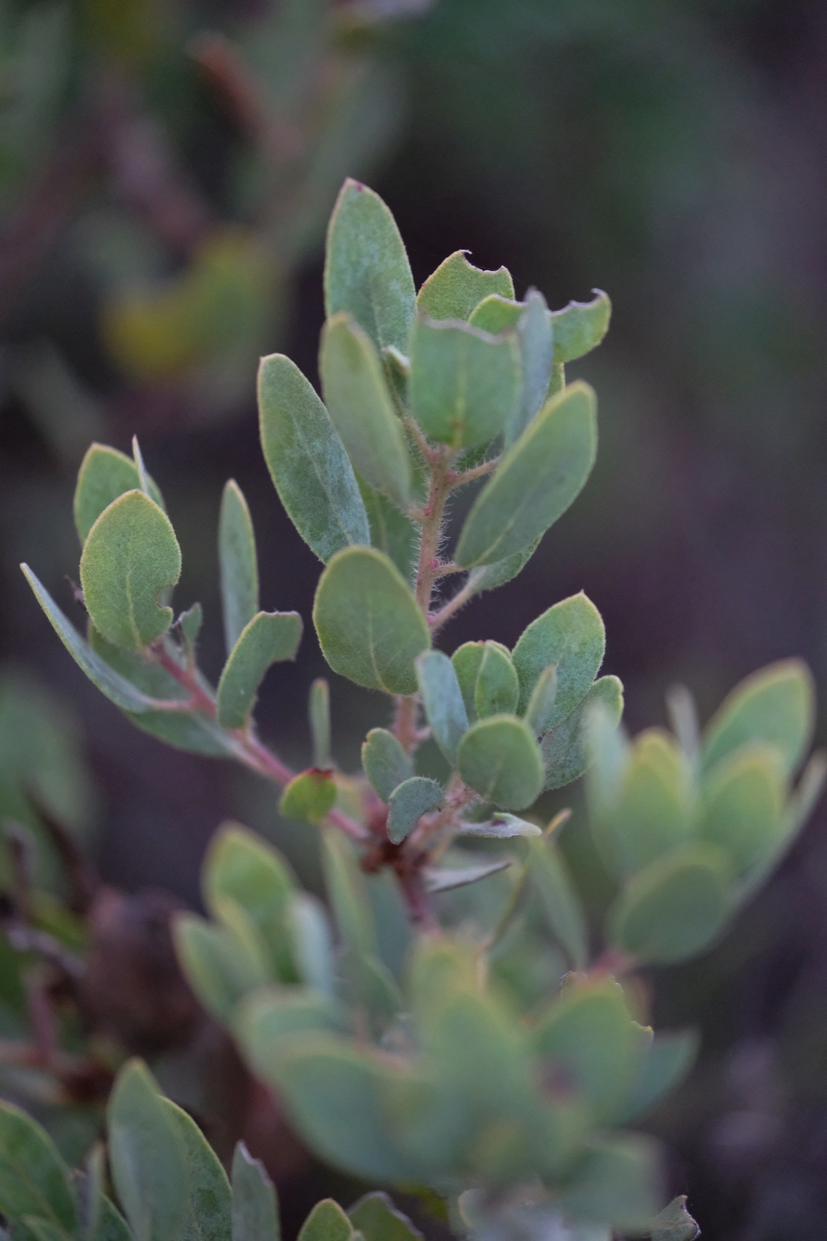 Eastwood's Manzanita — photo 20