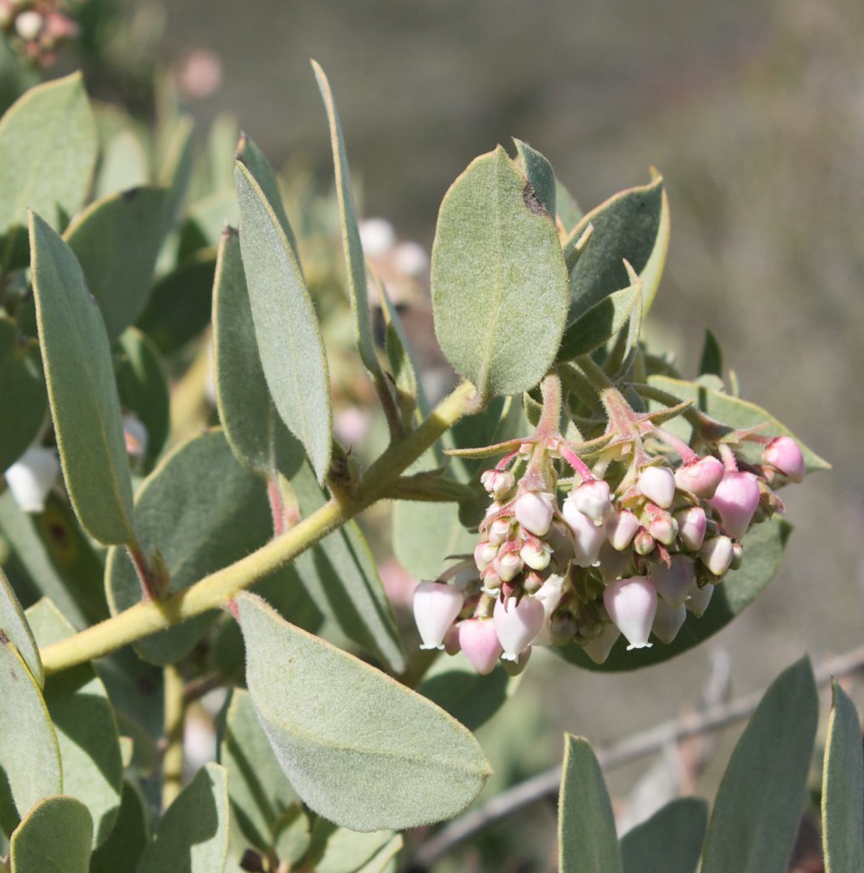 Eastwood's Manzanita — photo 22