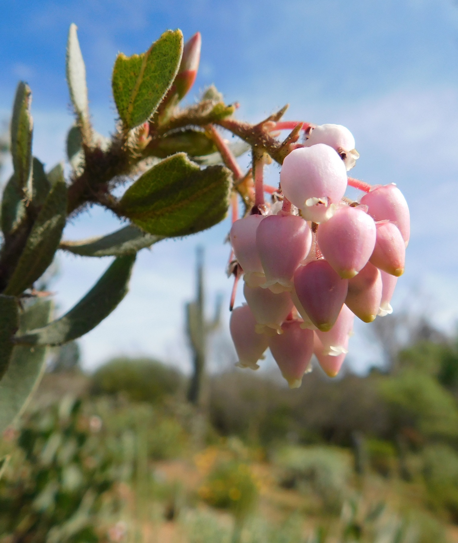 Eastwood's Manzanita