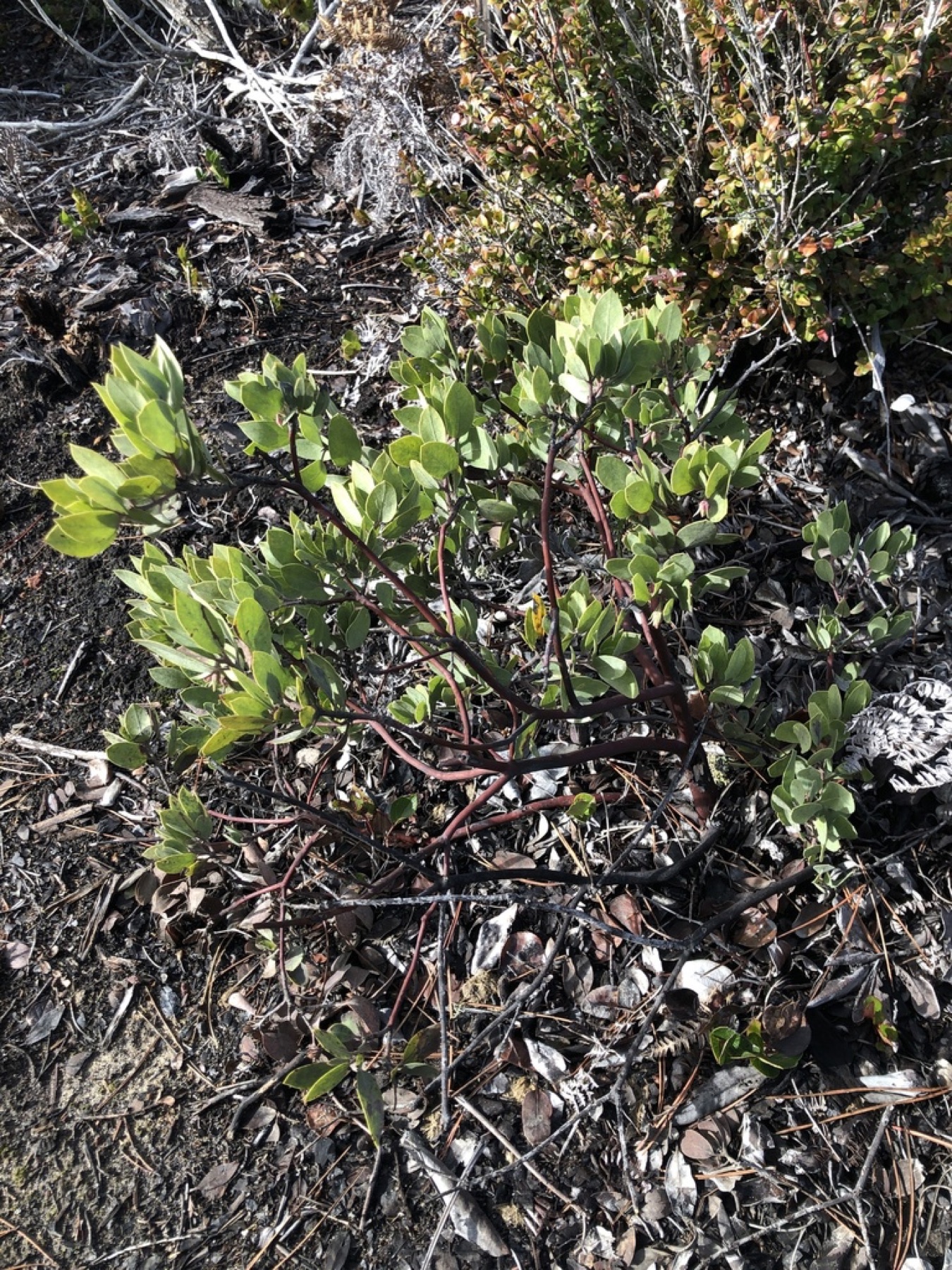 Eastwood's Manzanita — photo 2