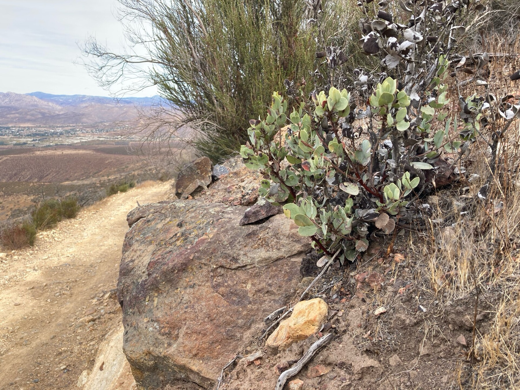 Eastwood's Manzanita — photo 3