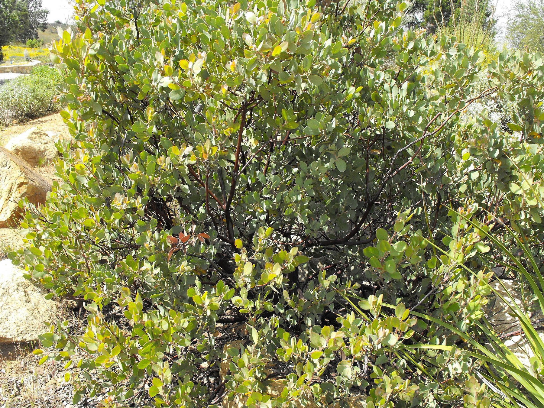 Eastwood's Manzanita — photo 5