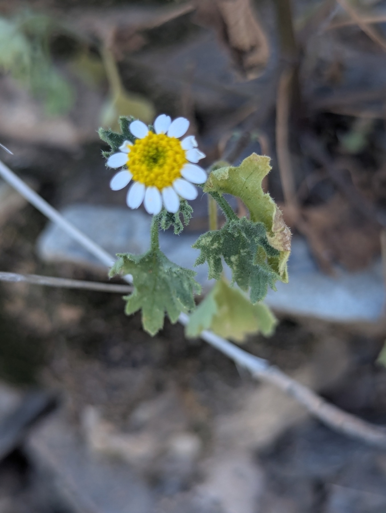 Emory's Rockdaisy — photo 6
