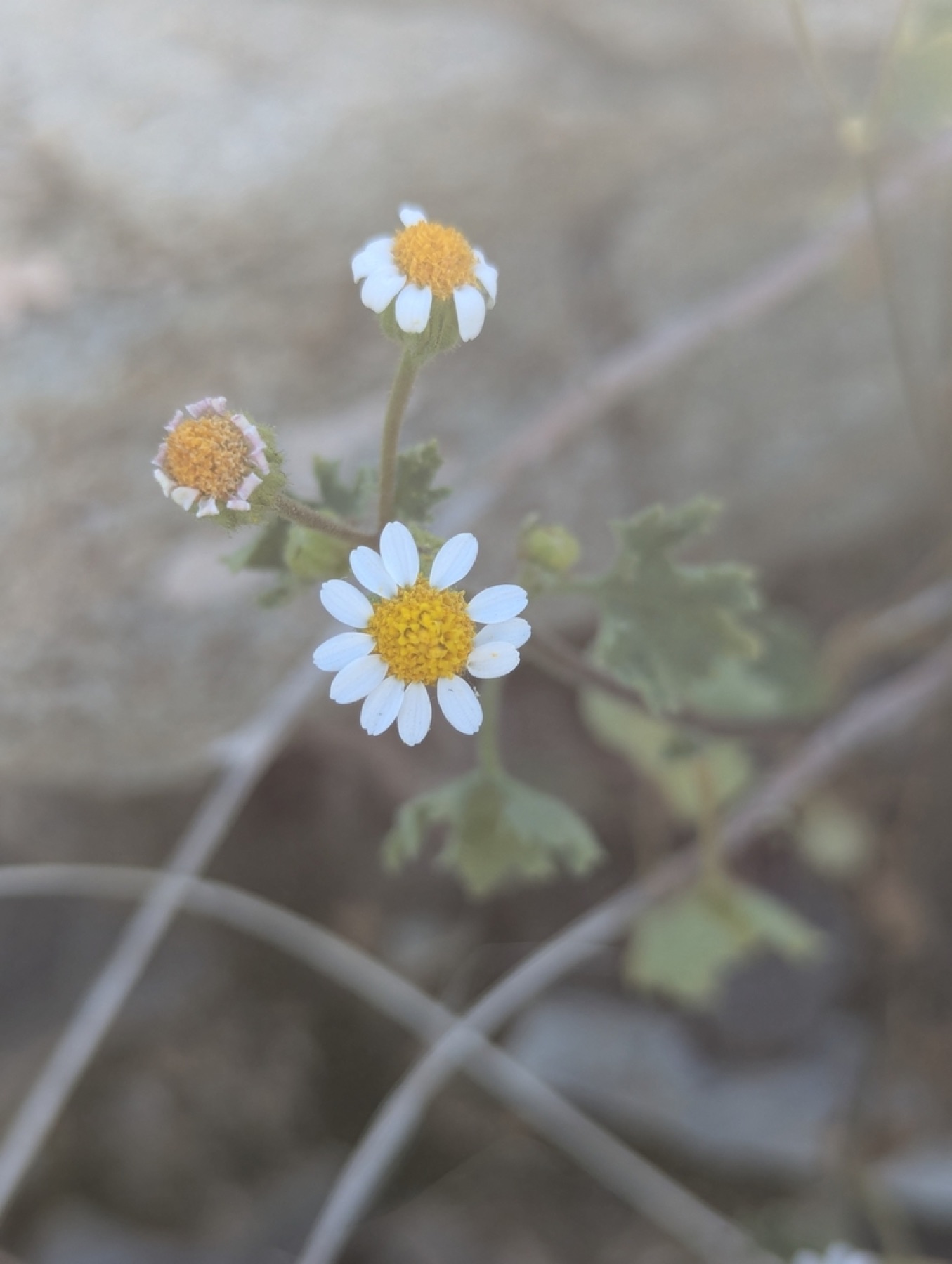 Emory's Rockdaisy — photo 7