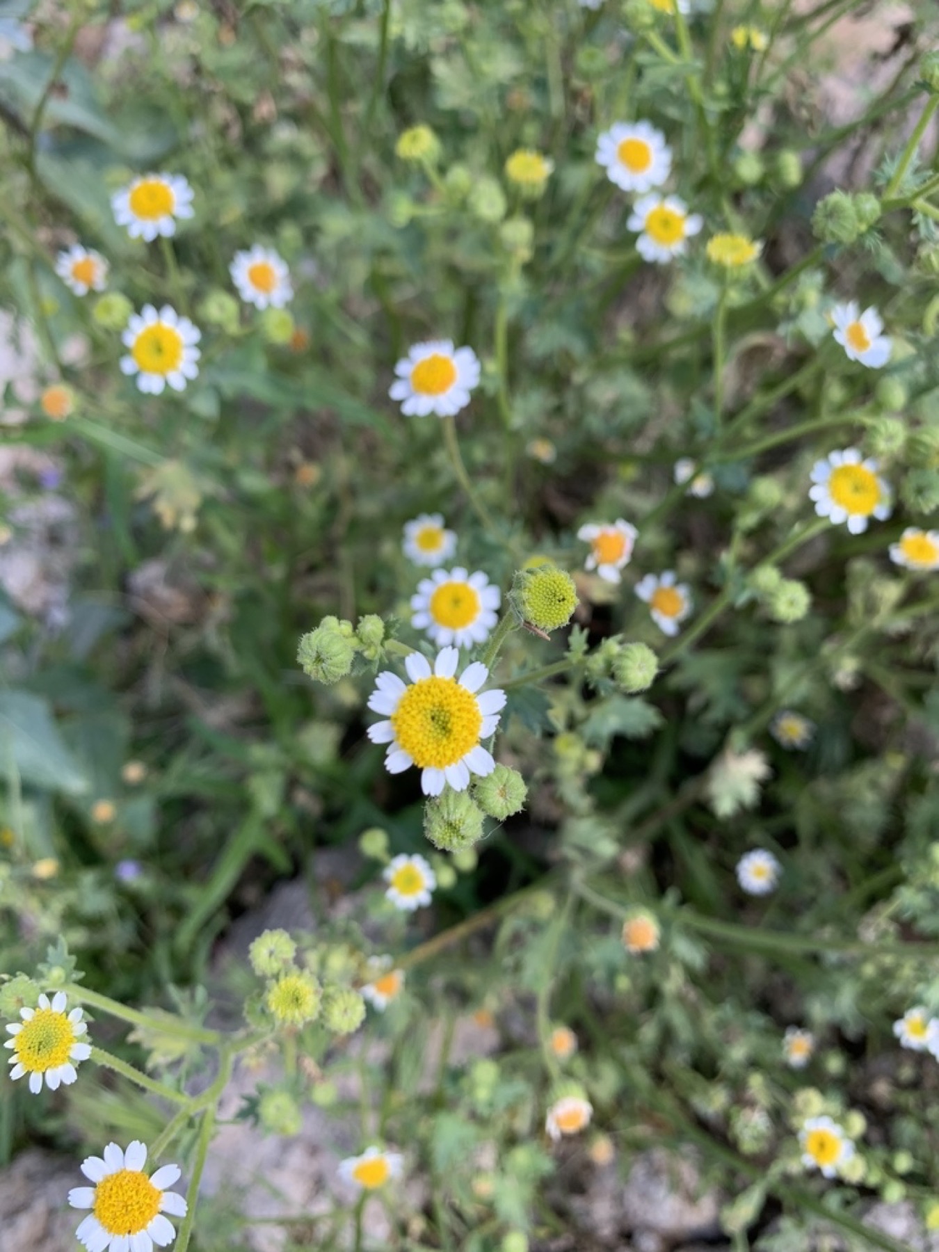 Emory's Rockdaisy — photo 8