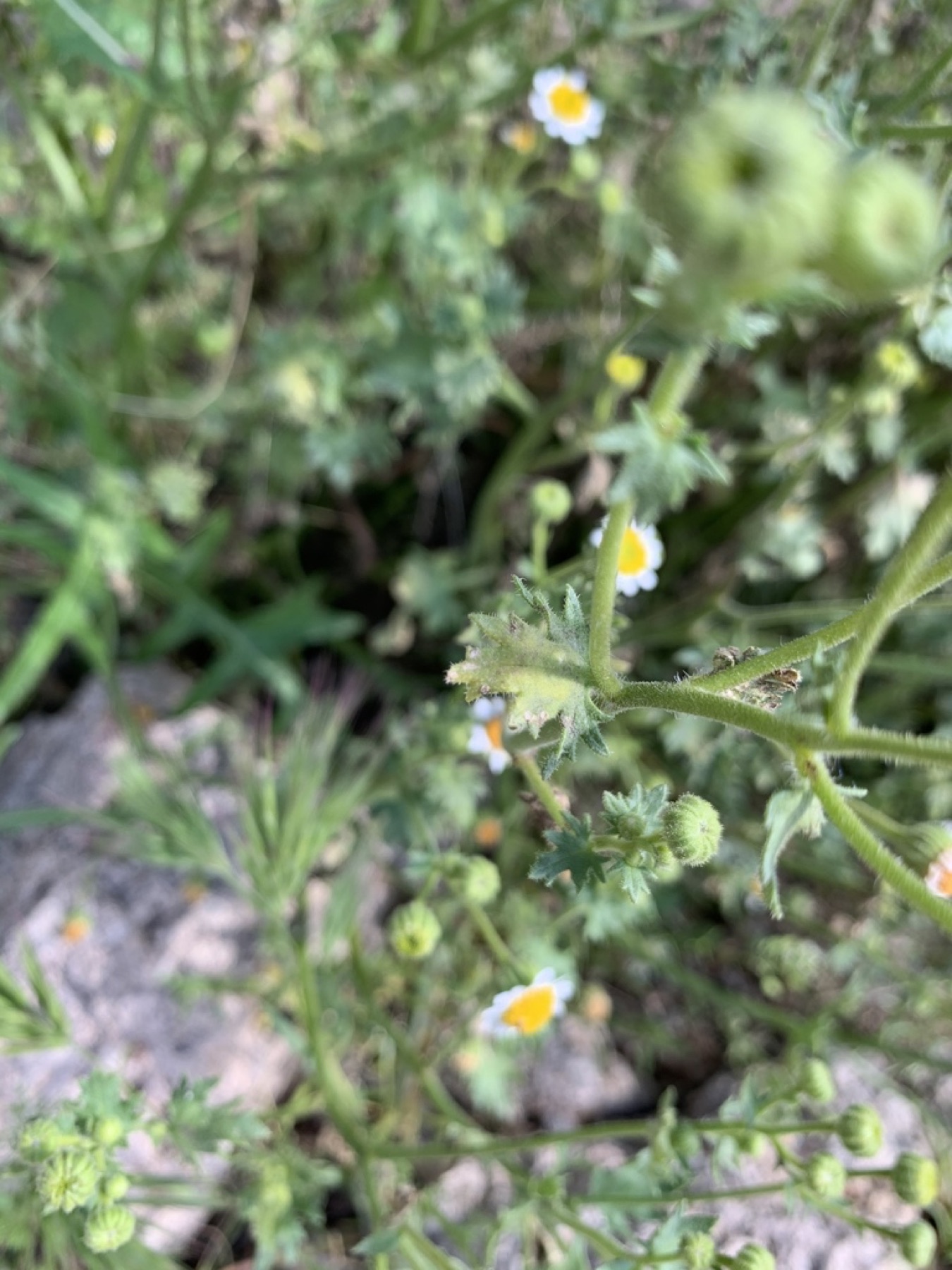 Emory's Rockdaisy — photo 9