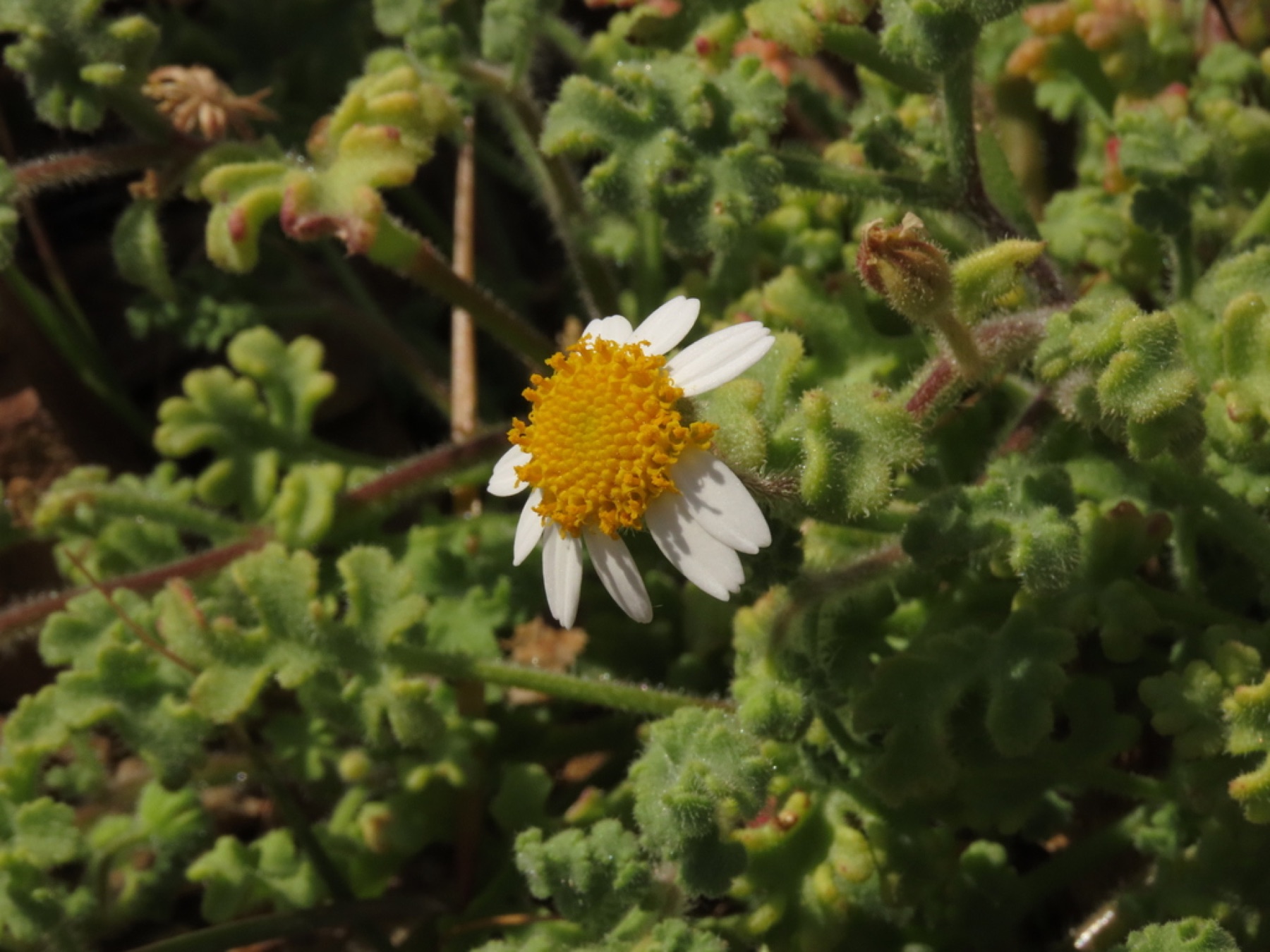 Emory's Rockdaisy — photo 10