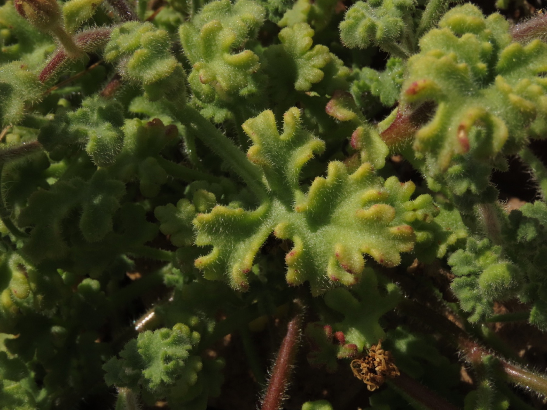 Emory's Rockdaisy — photo 11