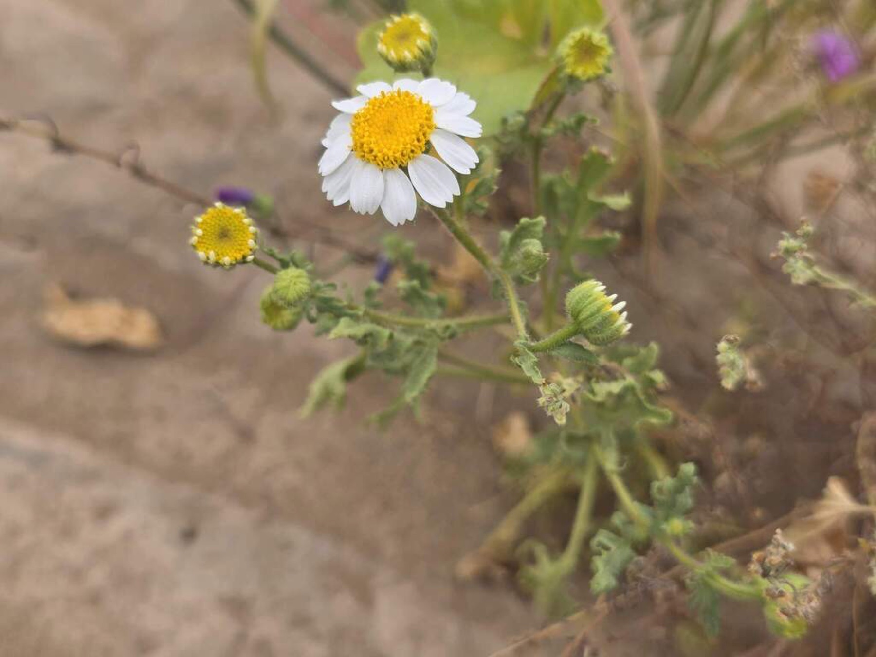 Emory's Rockdaisy — photo 12