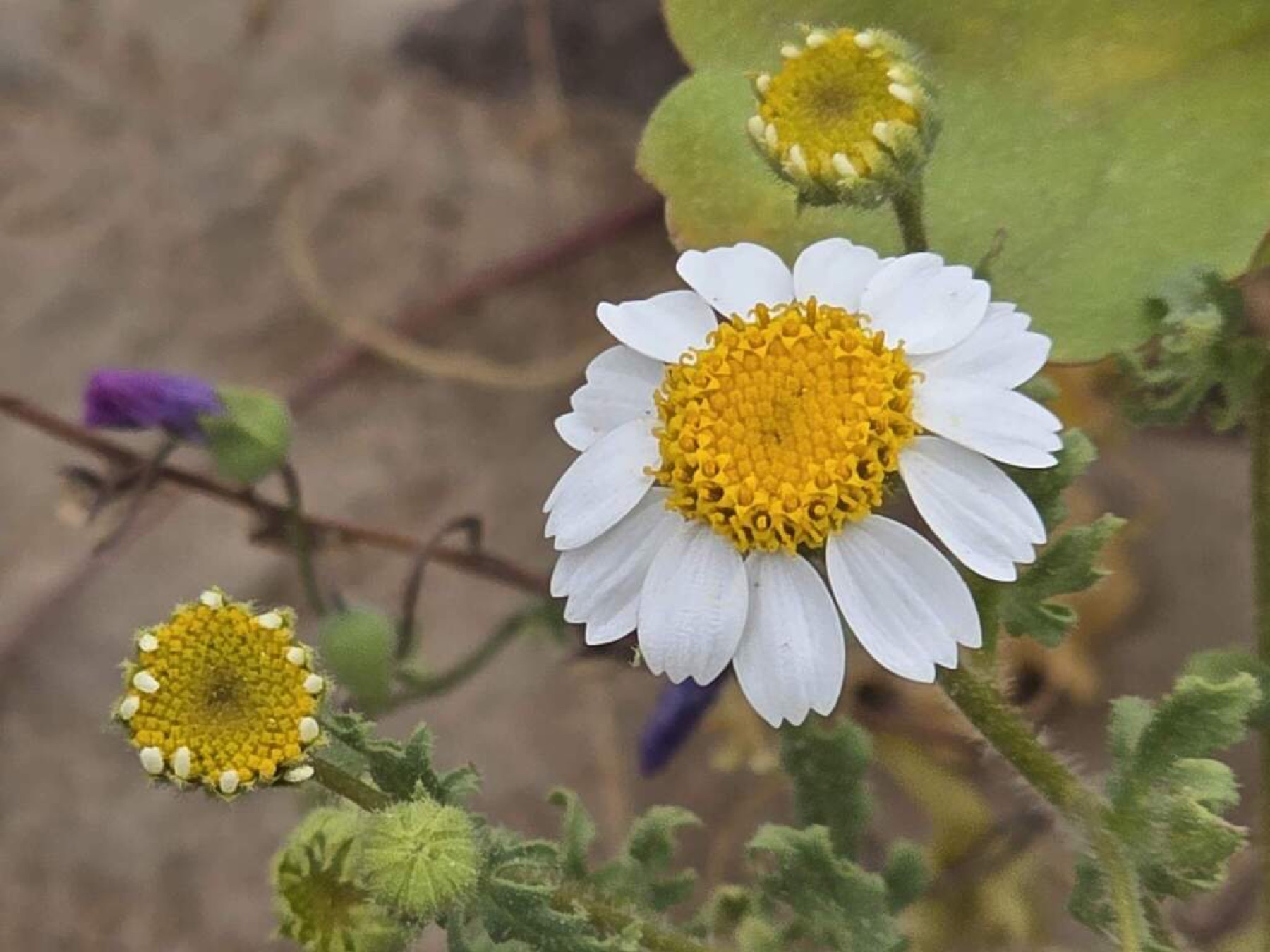Emory's Rockdaisy — photo 13