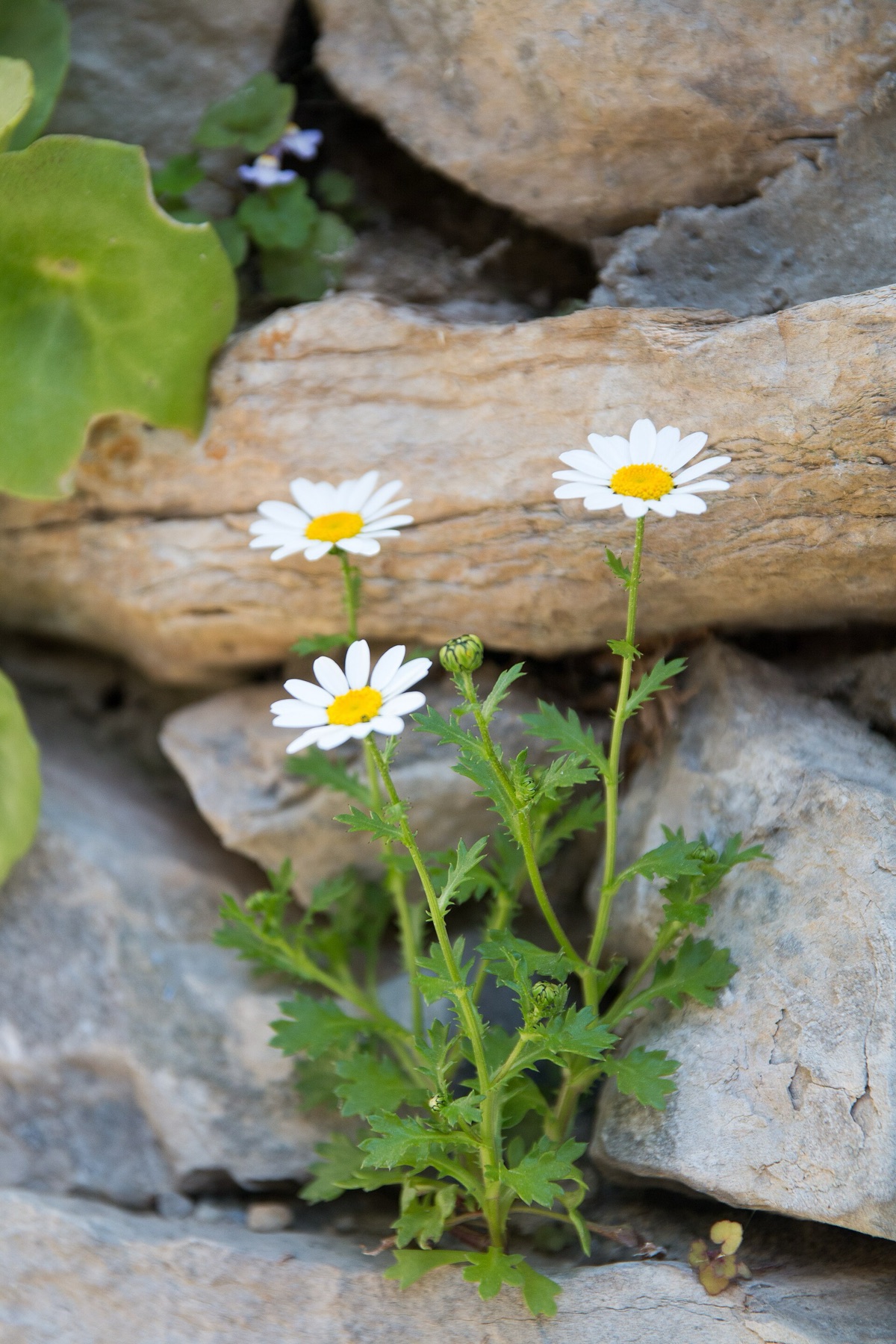 Emory's Rockdaisy — photo 14