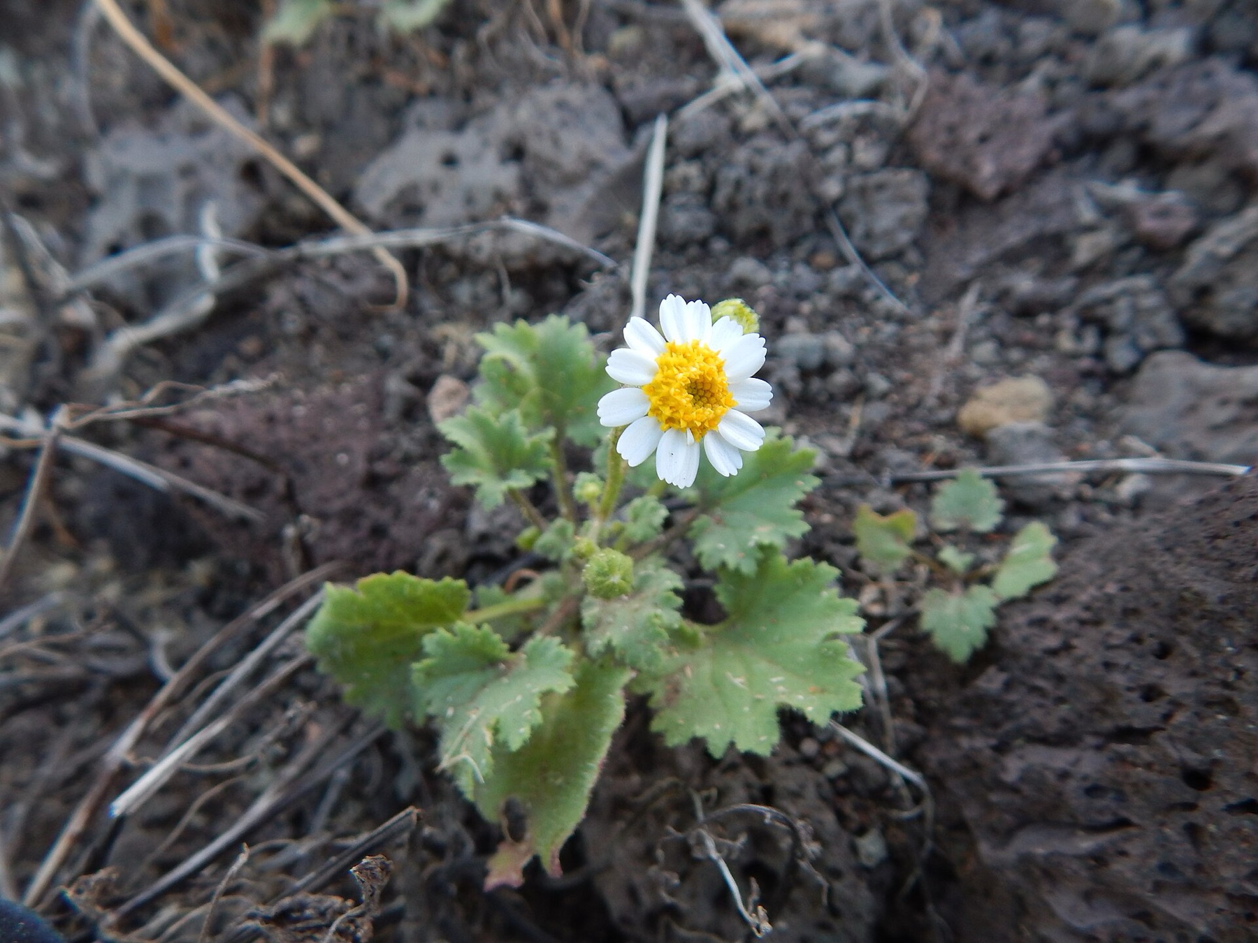 Emory's Rockdaisy — photo 15