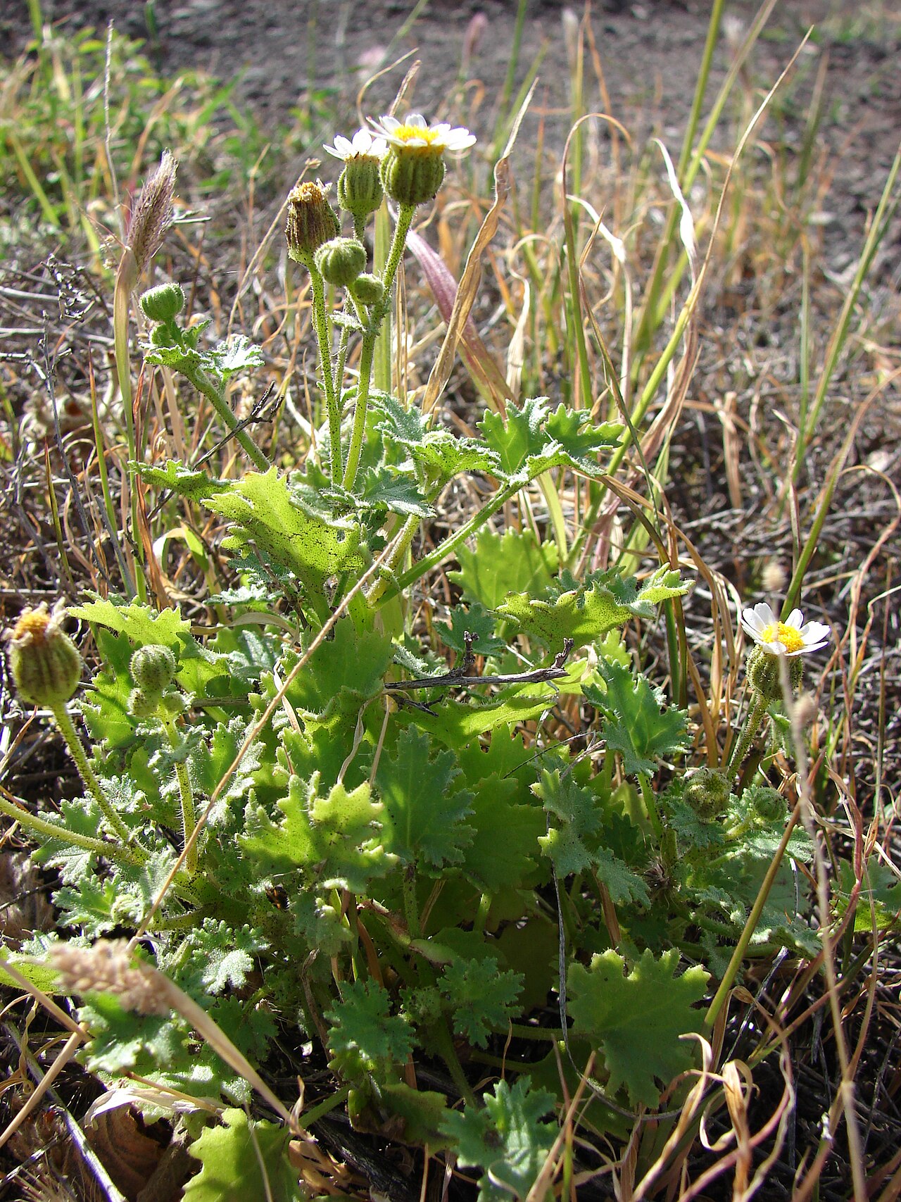 Emory's Rockdaisy — photo 24