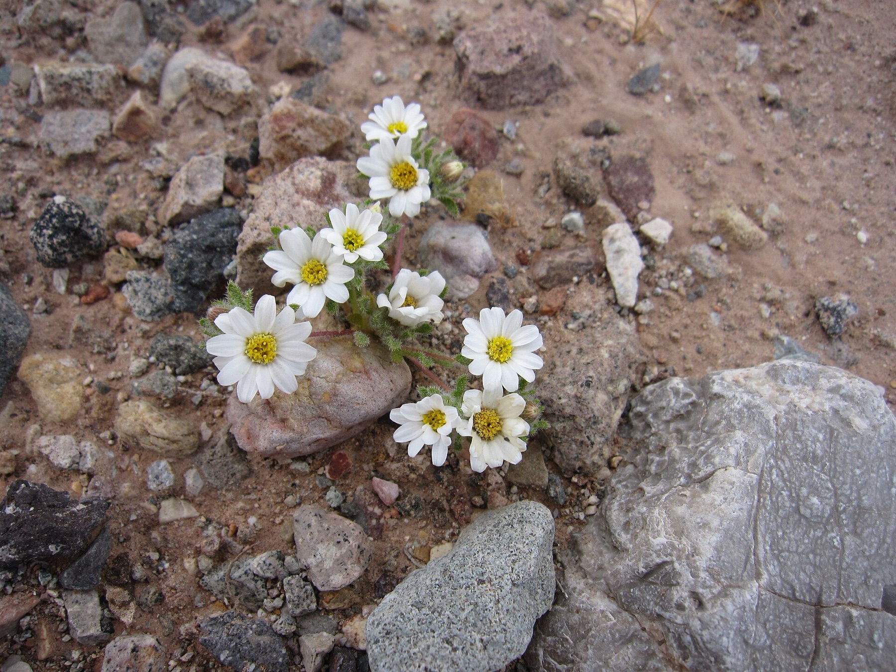 Emory's Rockdaisy — photo 16