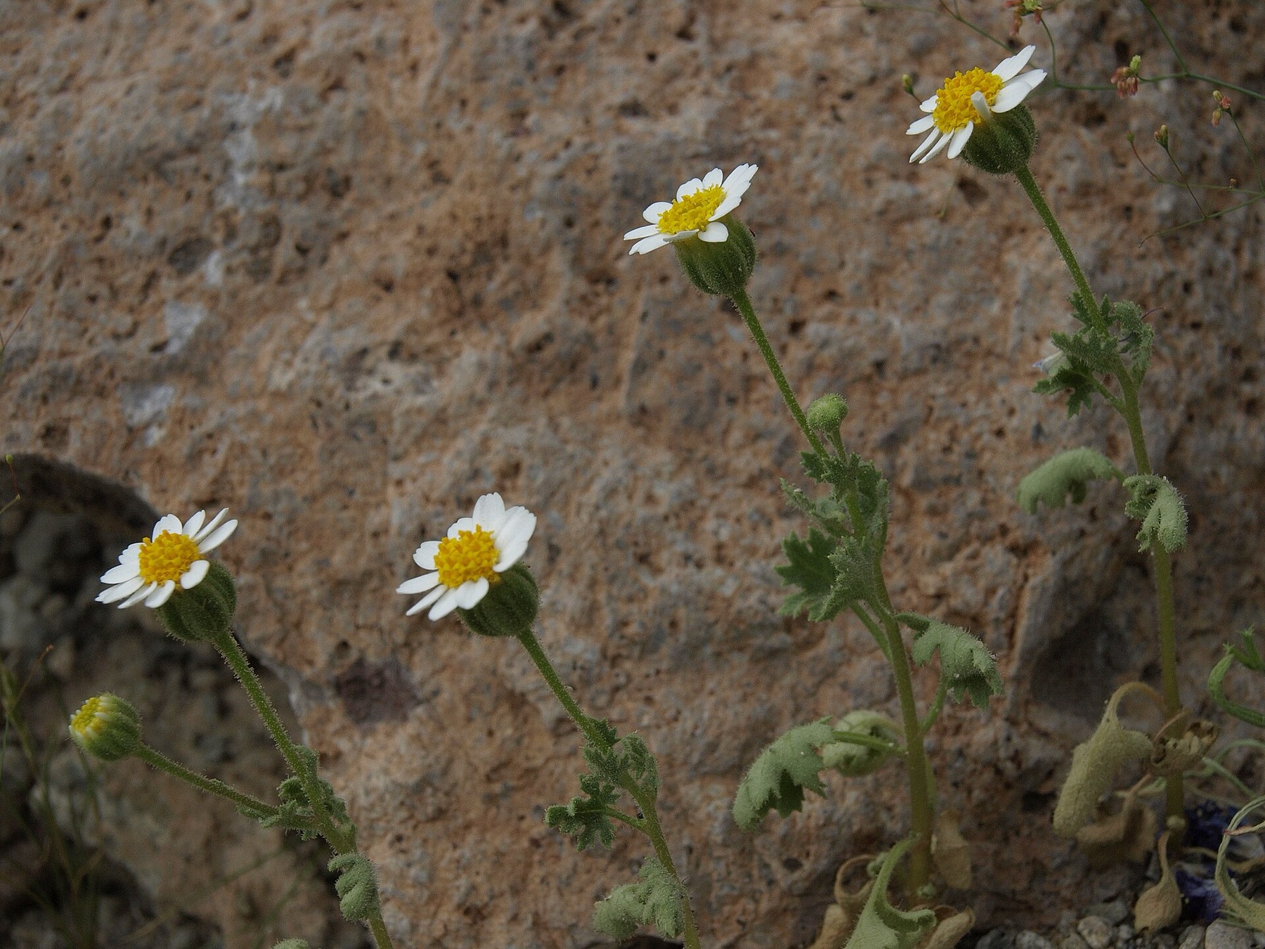 Emory's Rockdaisy — photo 17