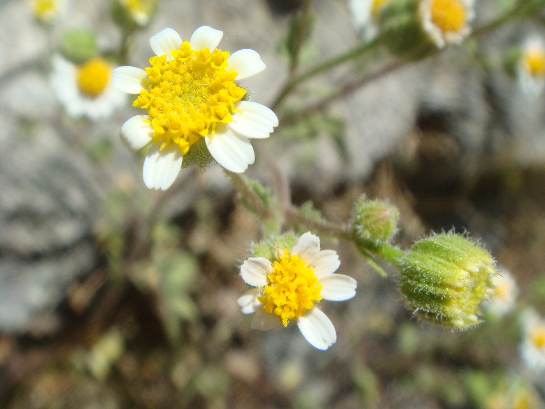 Emory's Rockdaisy — photo 18