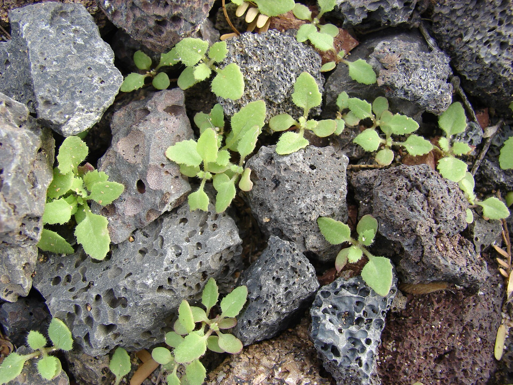 Emory's Rockdaisy — photo 21