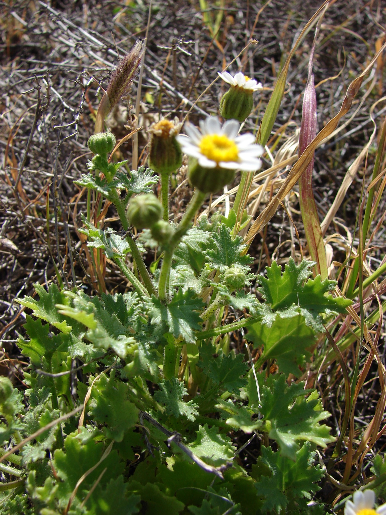 Emory's Rockdaisy — photo 22