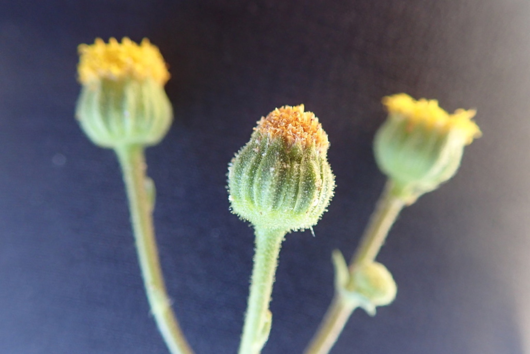 Emory's Rockdaisy — photo 1