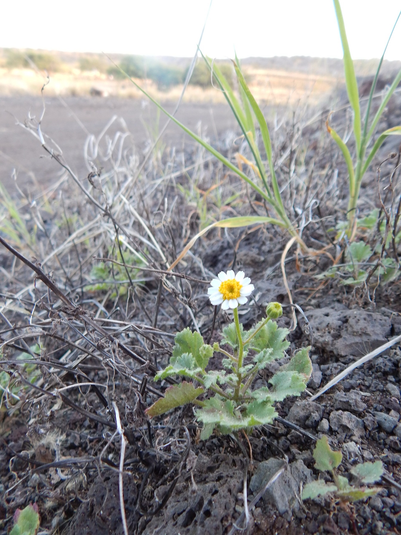 Emory's Rockdaisy — photo 2
