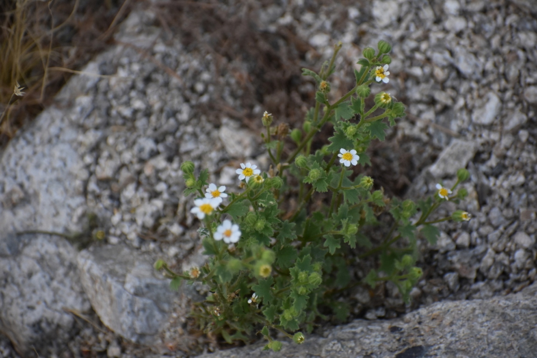 Emory's Rockdaisy — photo 3