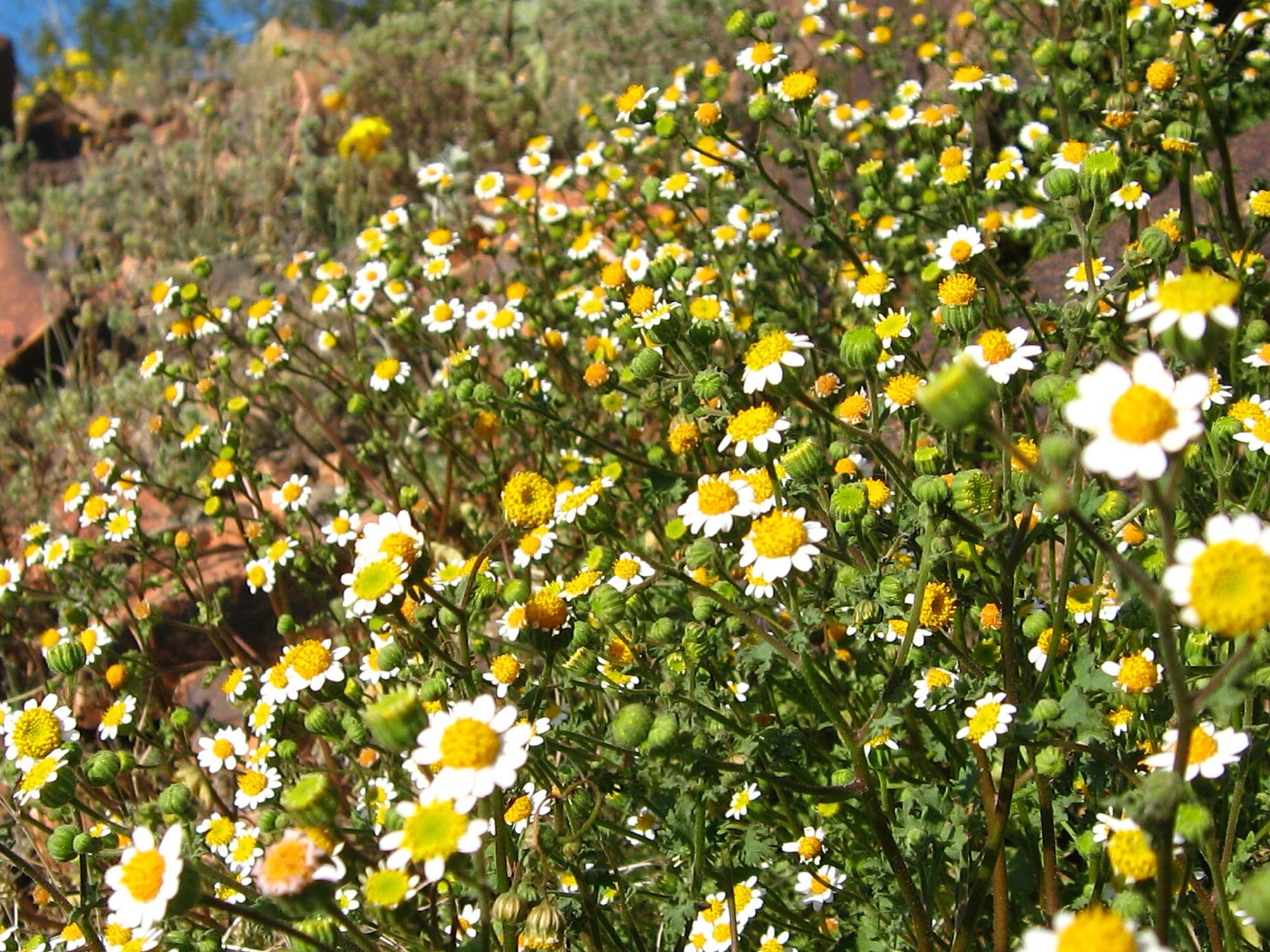 Emory's Rockdaisy — photo 4