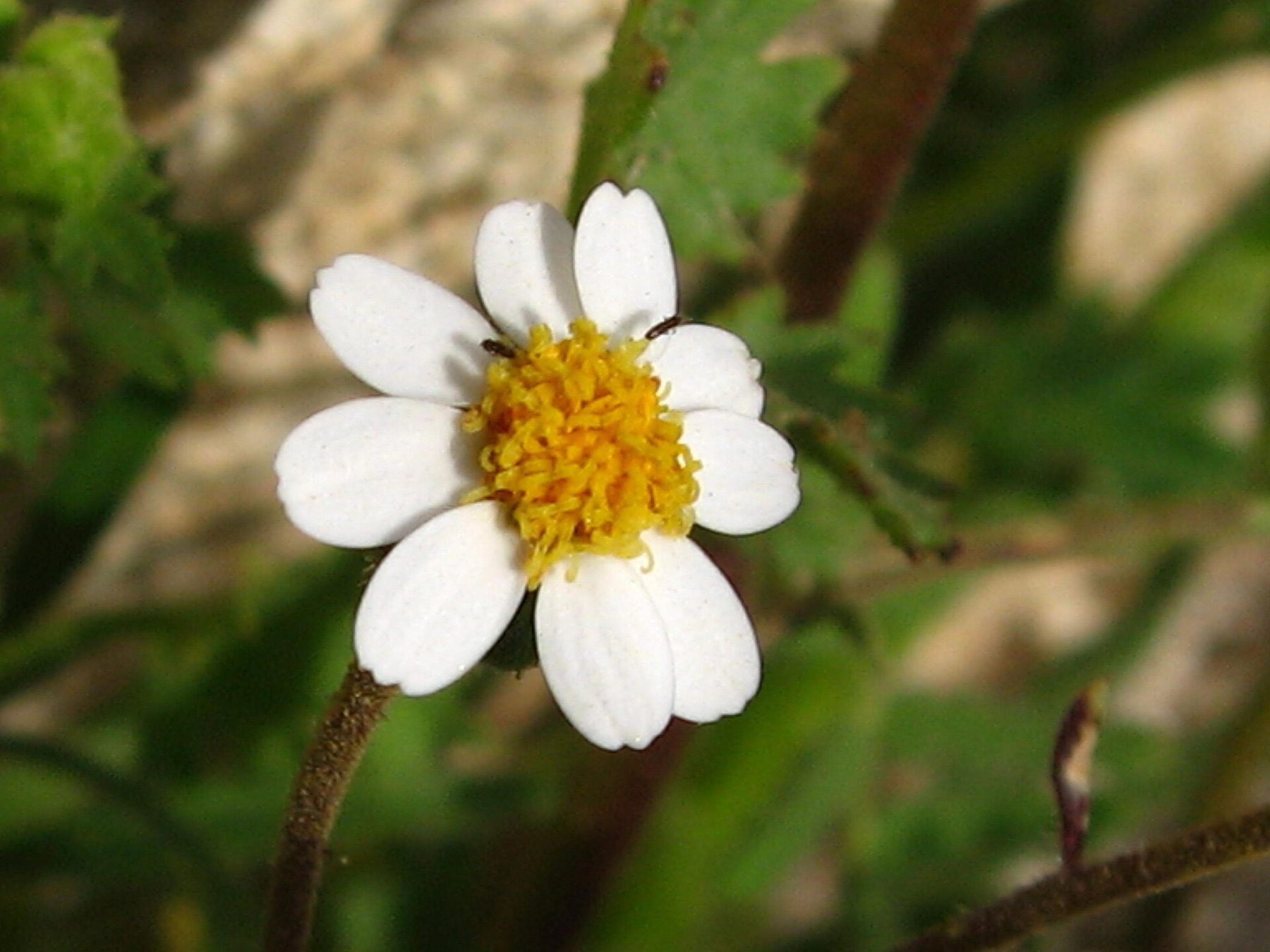 Emory's Rockdaisy — photo 5