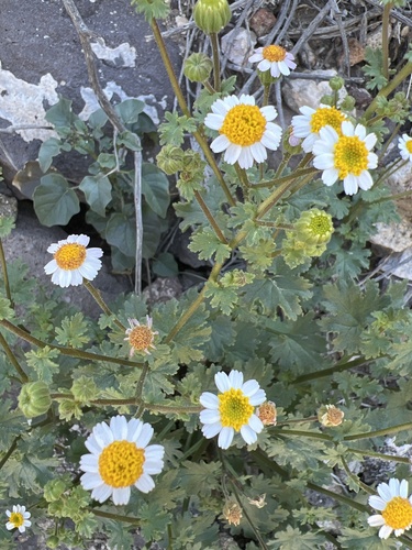 Emory's Rockdaisy — photo 23