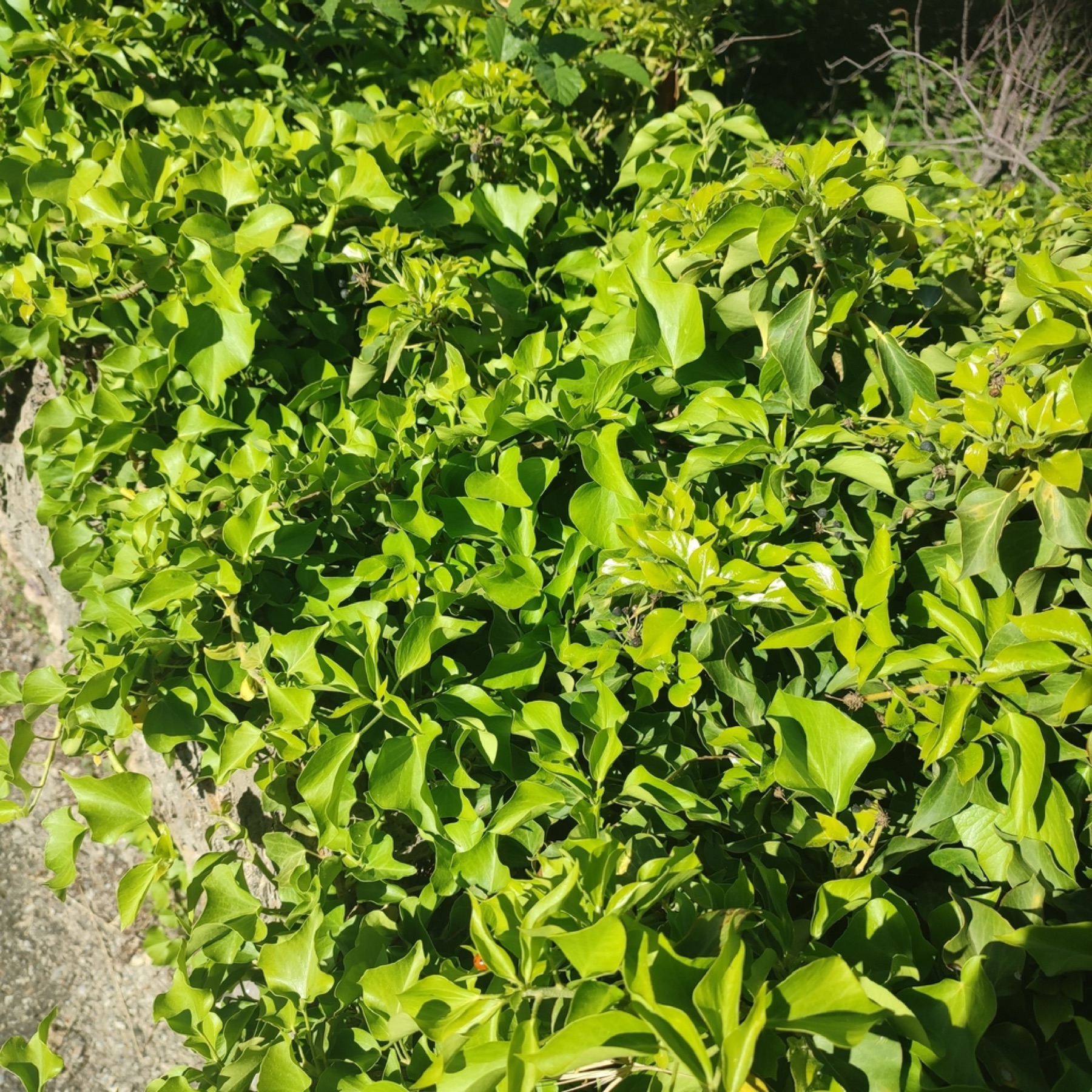 English Ivy — photo 6