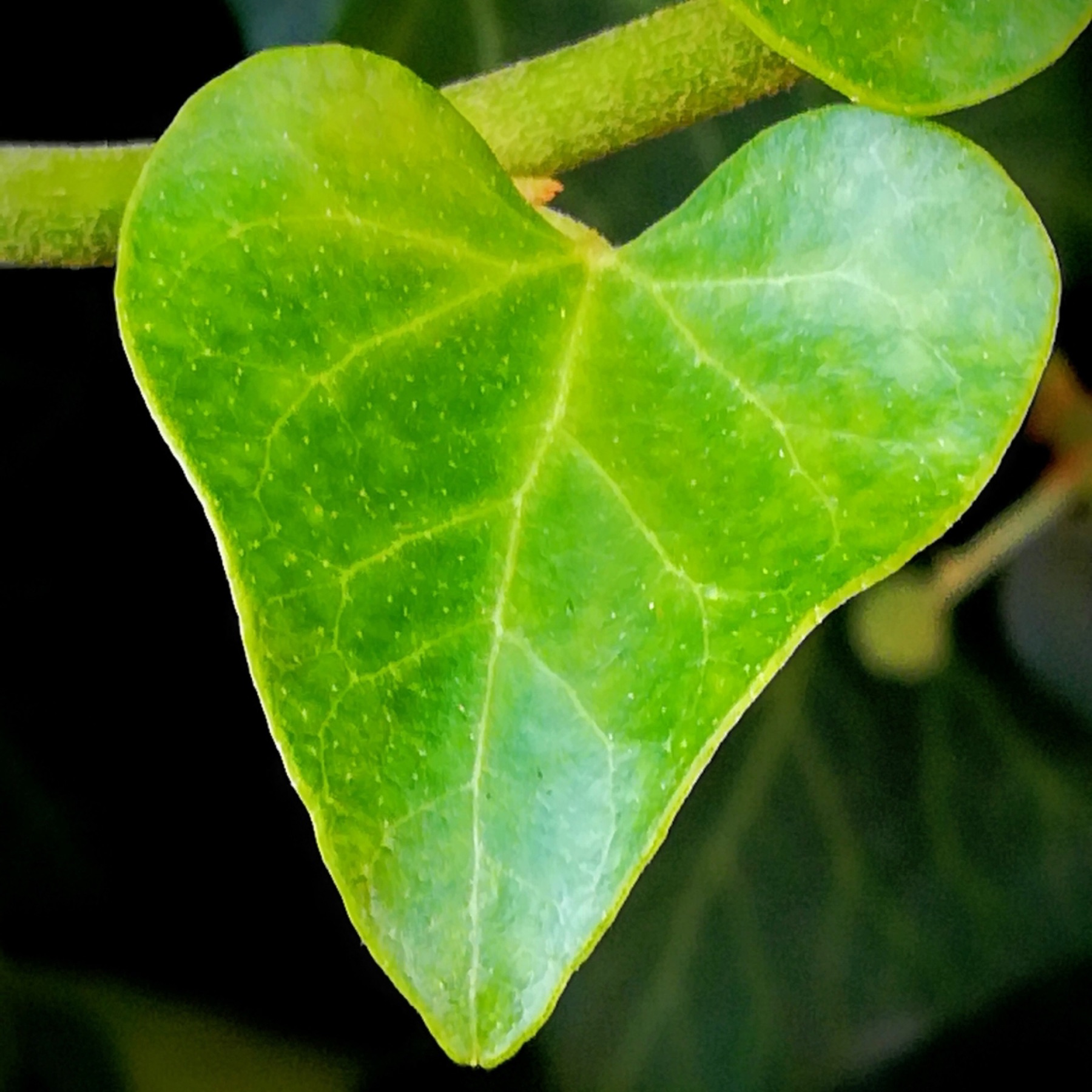 English Ivy — photo 7