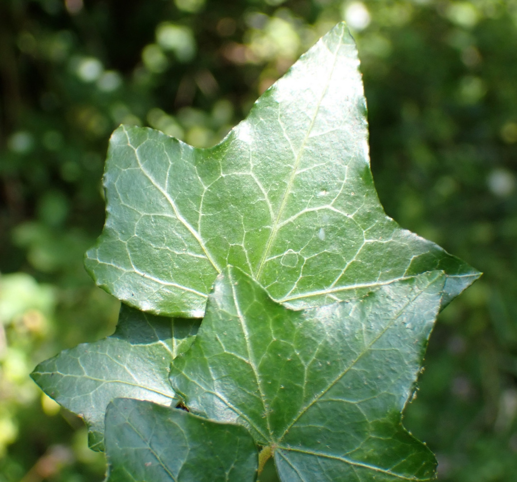 English Ivy — photo 9