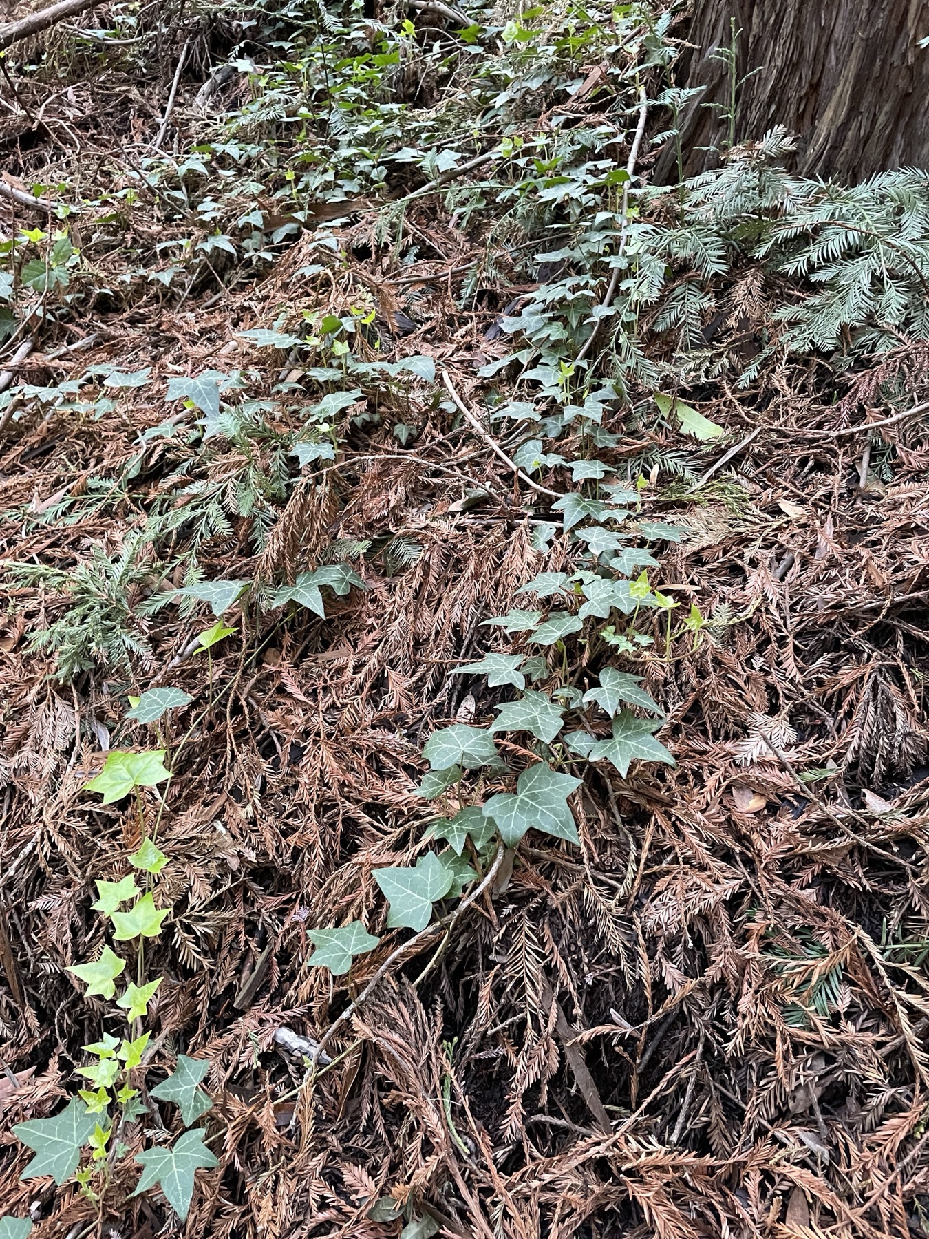 English Ivy — photo 12