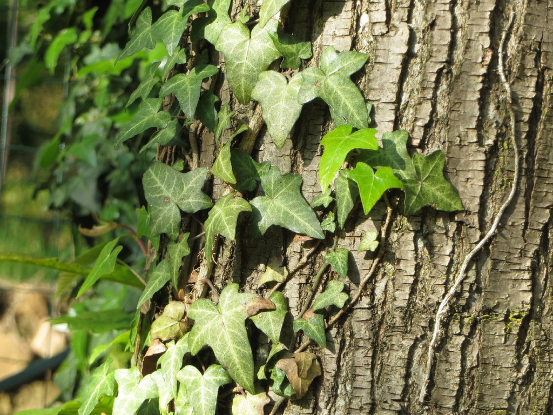 English Ivy — photo 13