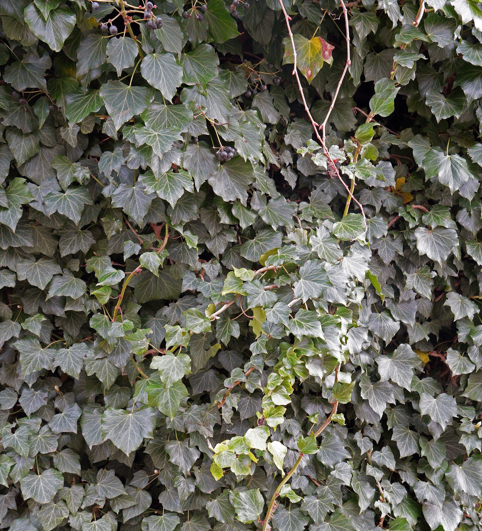 English Ivy — photo 15