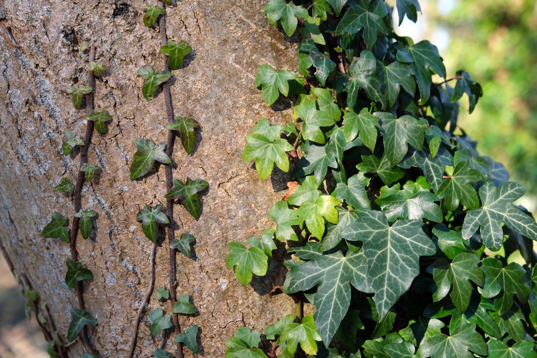 English Ivy — photo 16