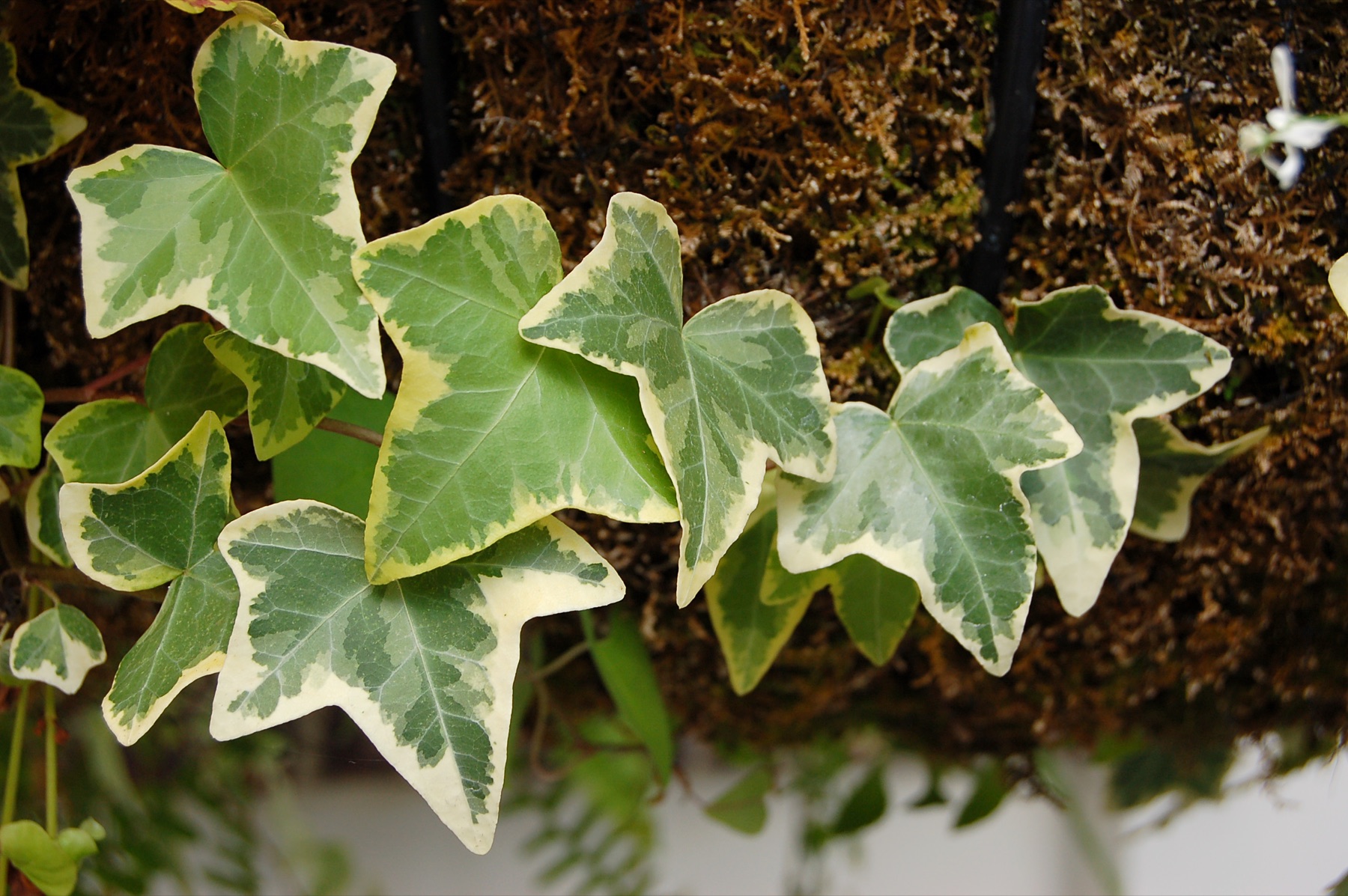 English Ivy — photo 2