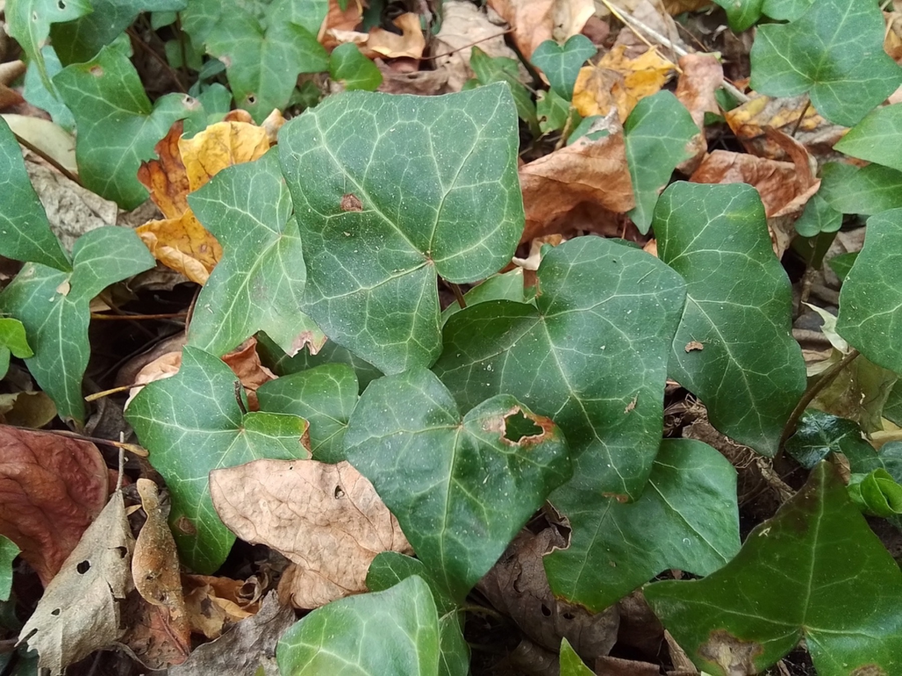 English Ivy — photo 3