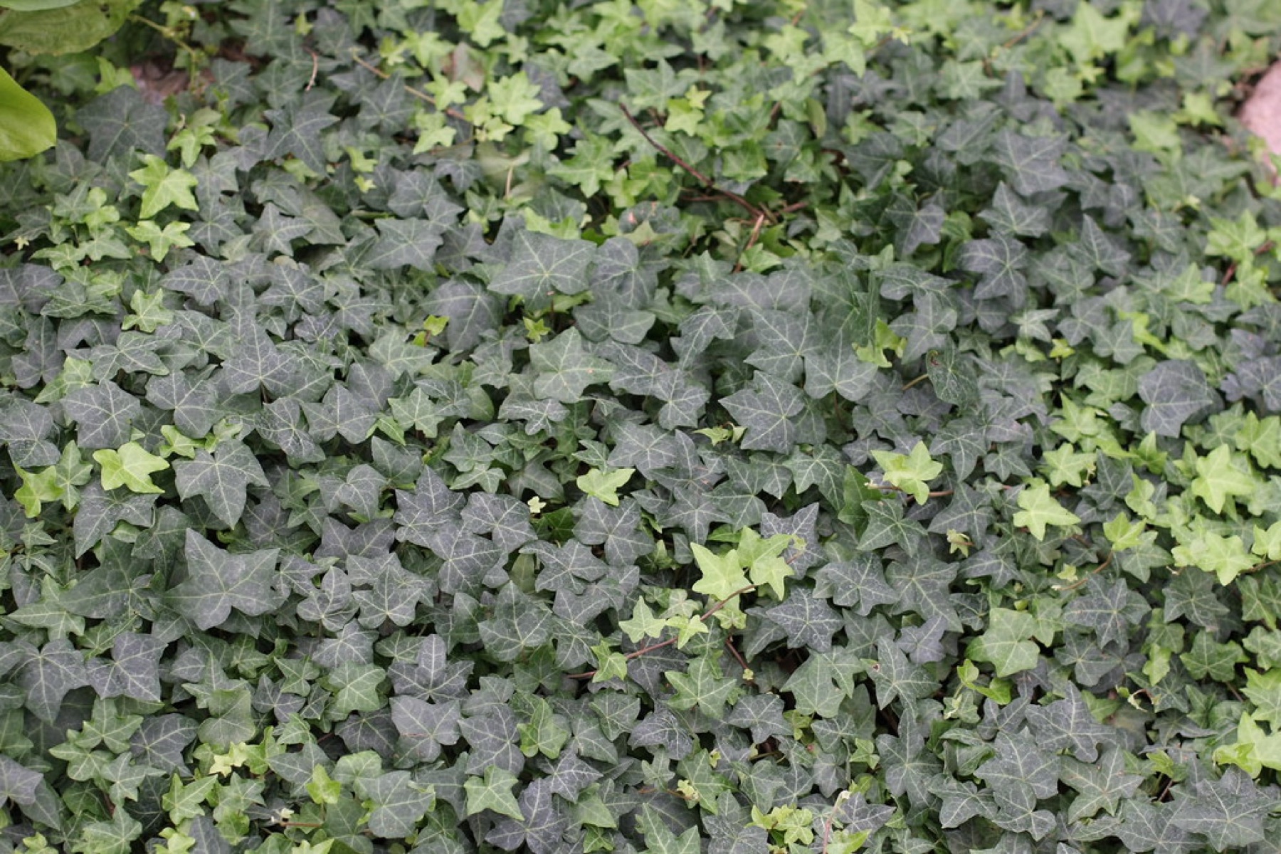 English Ivy — photo 4