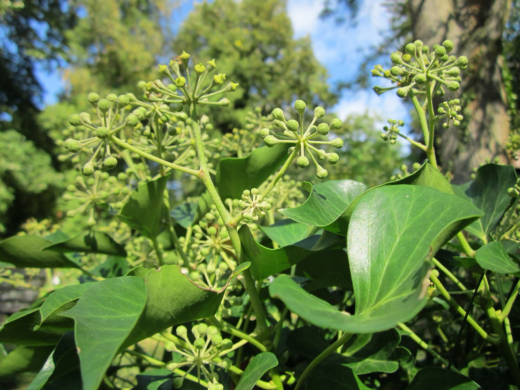 English Ivy — photo 5