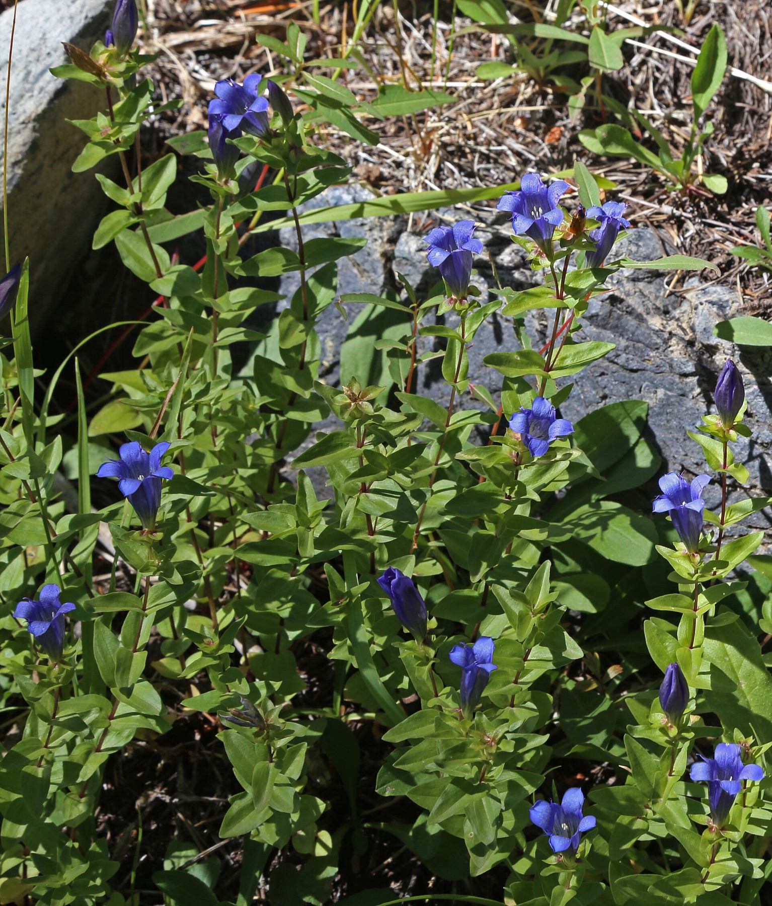 Explorer's Gentian — photo 1