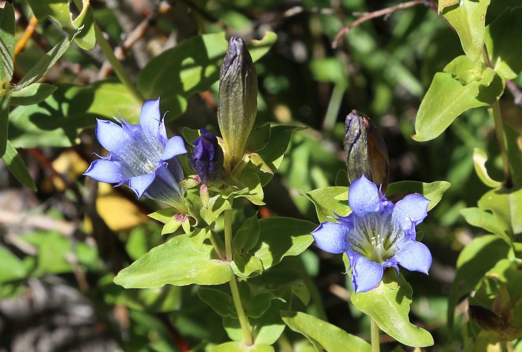 Explorer's Gentian — photo 2