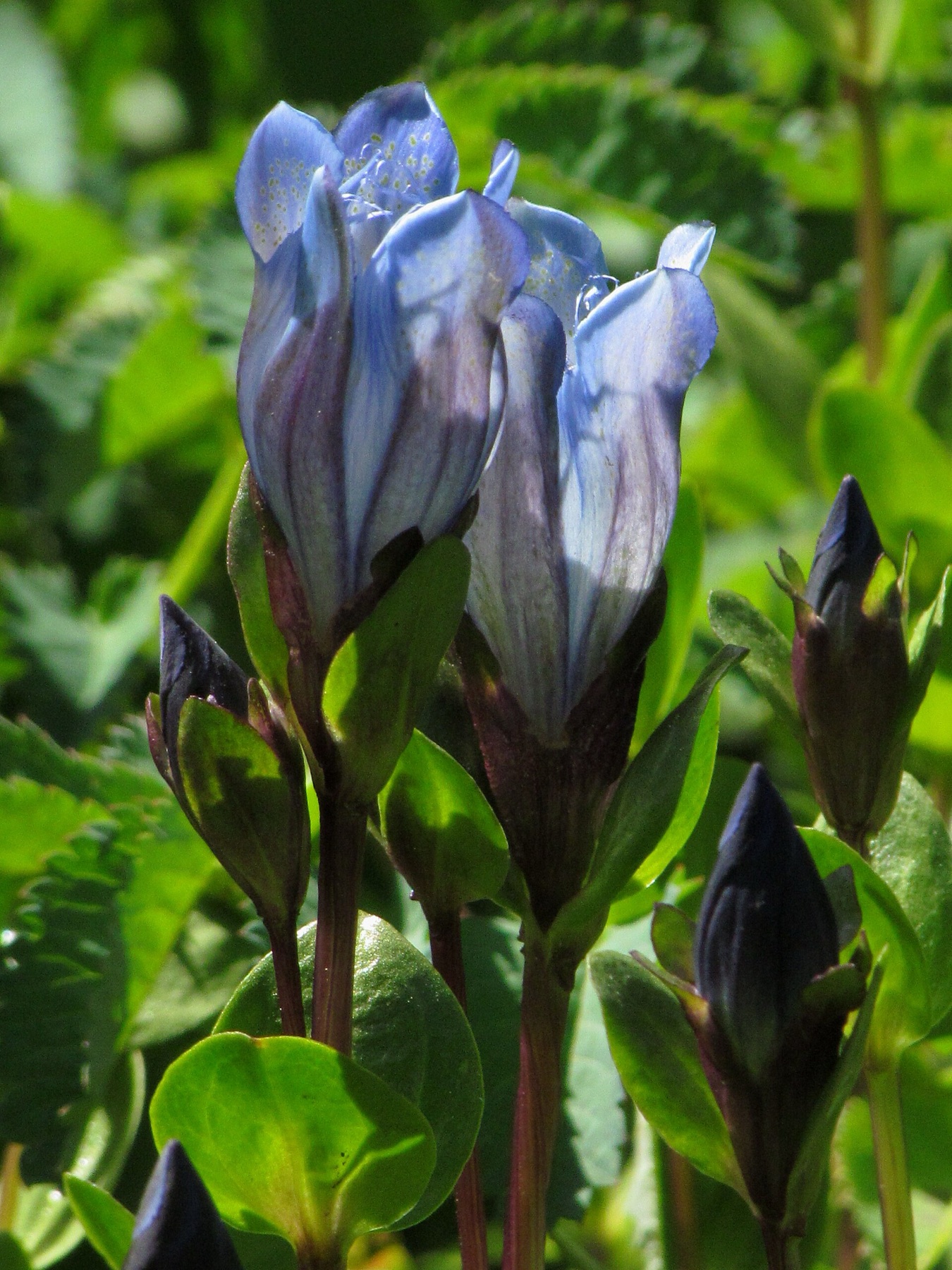 Explorer's Gentian — photo 3
